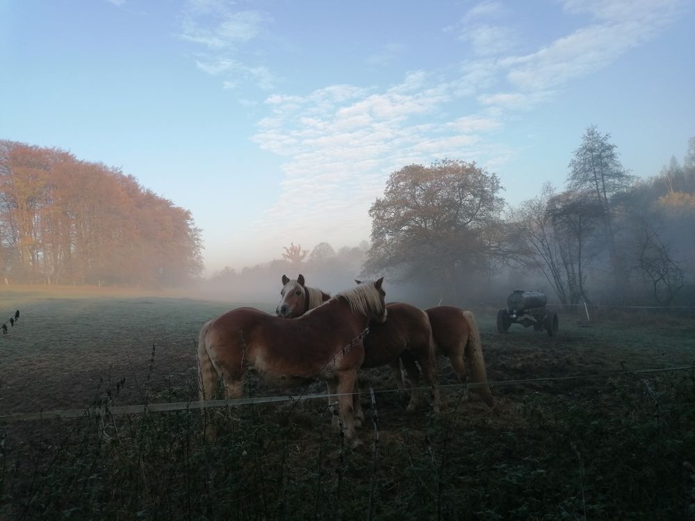 Mitten in schöner Natur liegt der Ponyhof