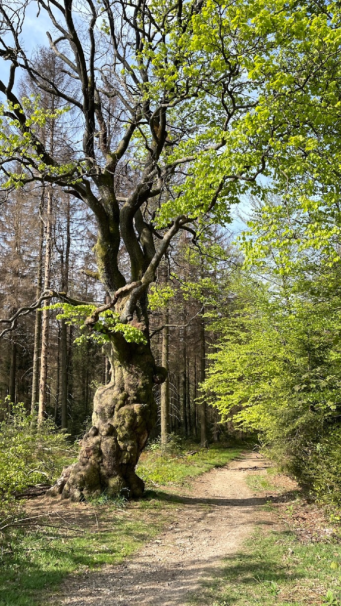 Grenzbuche Markenbaum Südhangweg