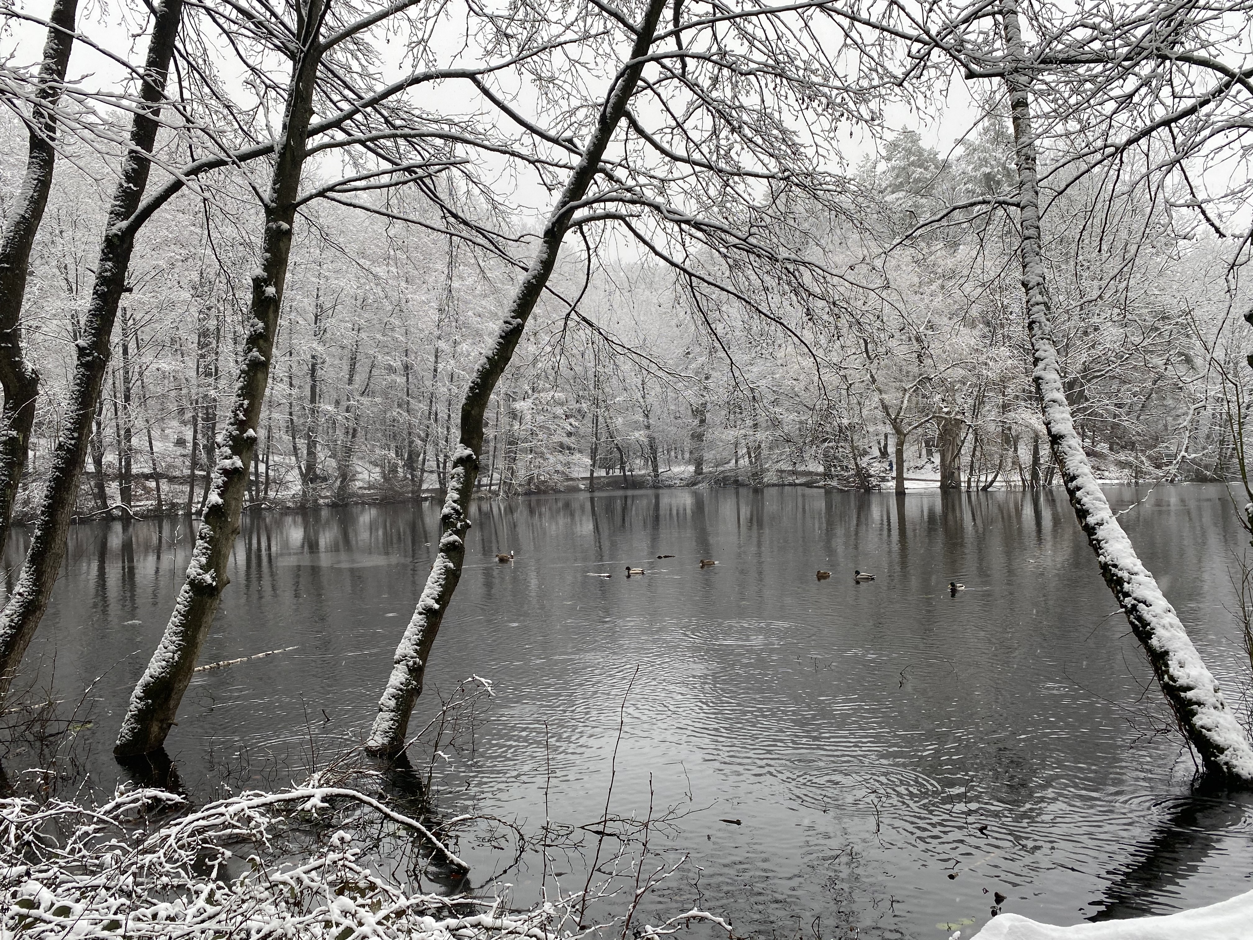 Hexenteich Winter