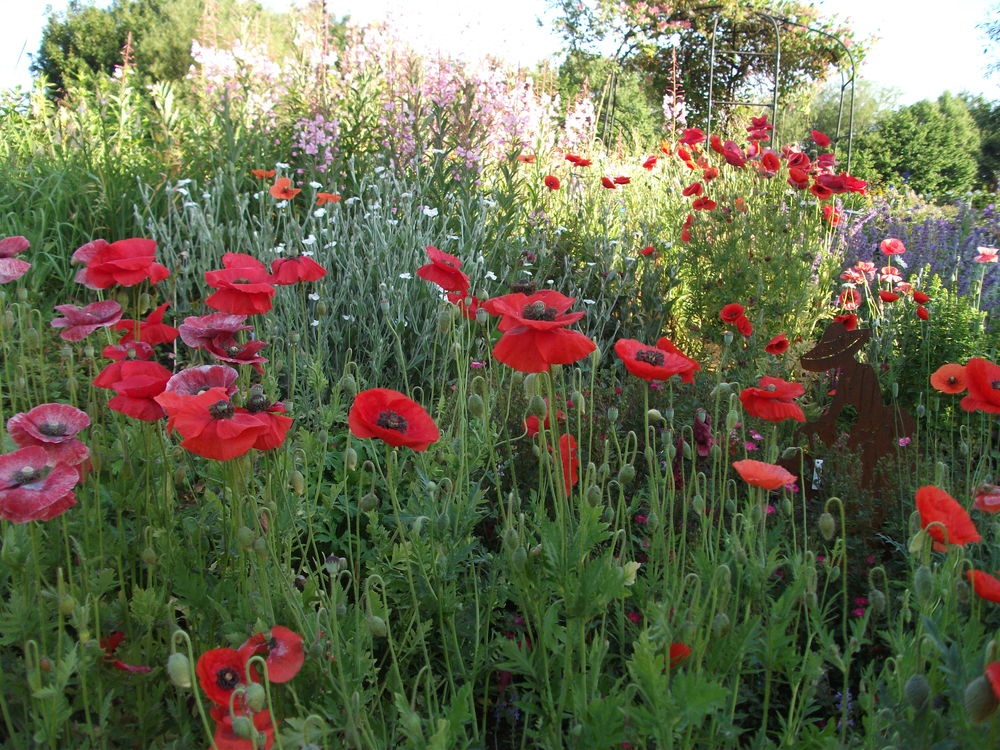 Bunte, blühende Wiesen im Schaugarten