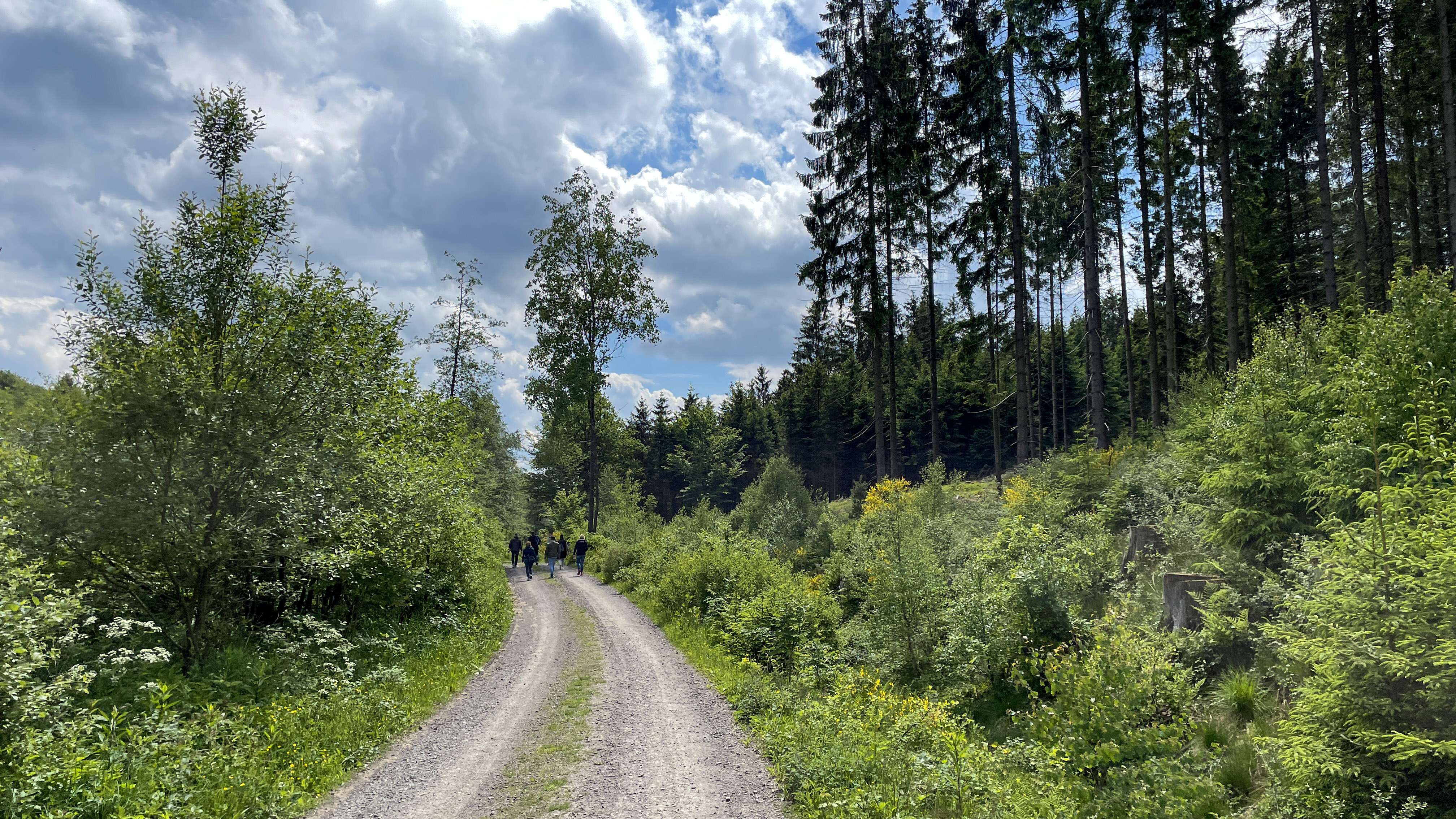 Weg zum Willertshagener Teufelsstein