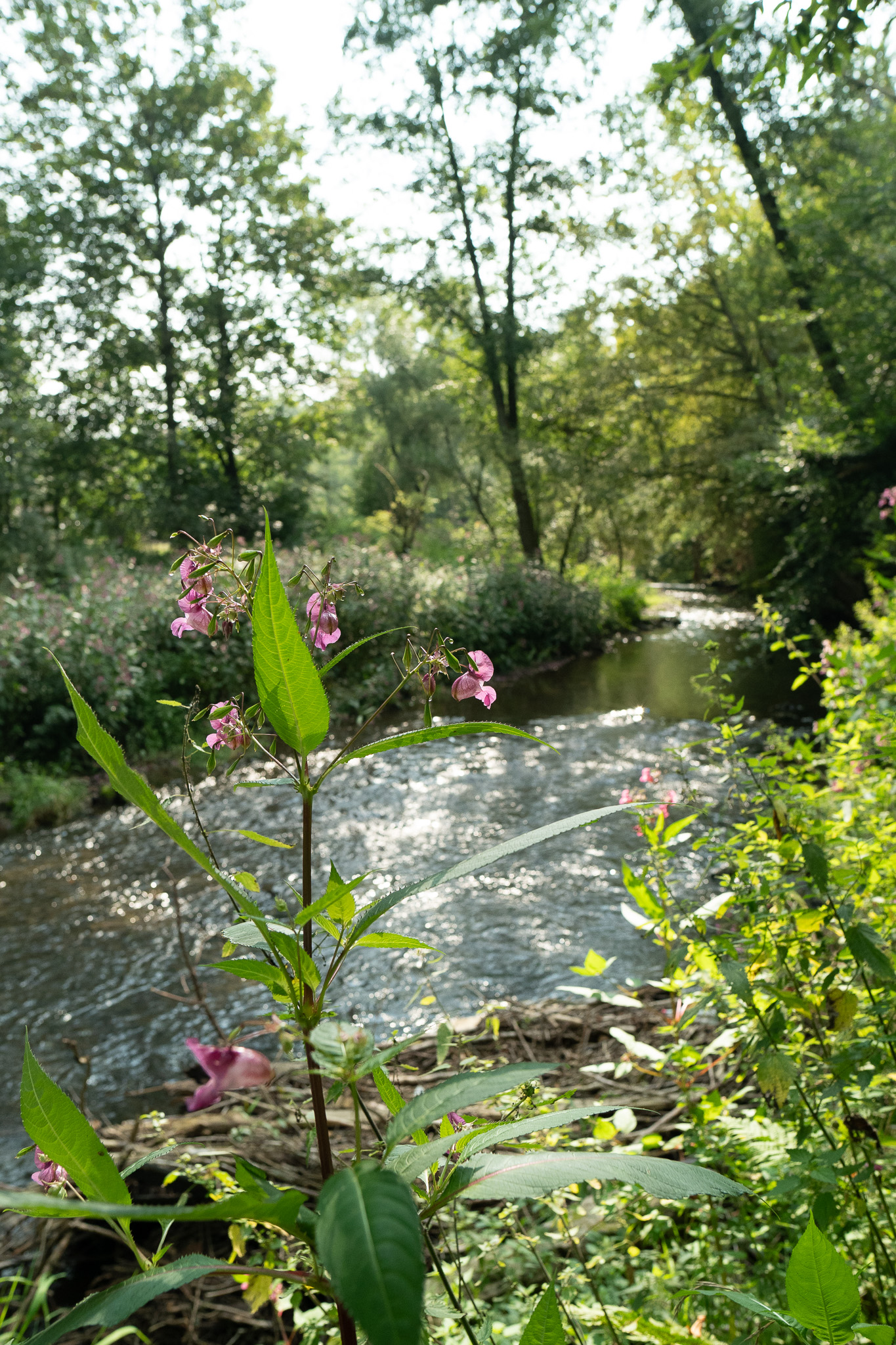 Zuweg Sauerlandroute