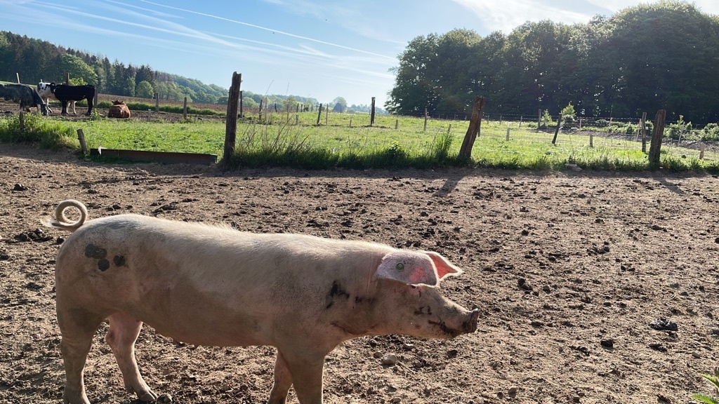 Glückliche Schweine auf dem Hof