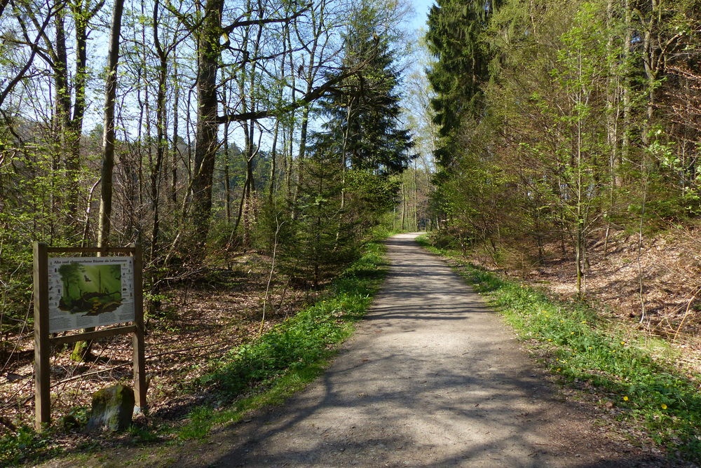 Waldweg entlang des Naturlehrpfades