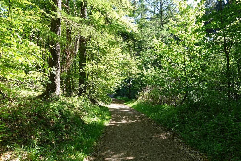 Mitten durch den Wald und die Natur führt der Trim