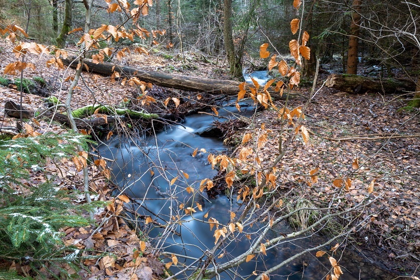 Die wilde Ennepe im Naturschutzgebiet (2)