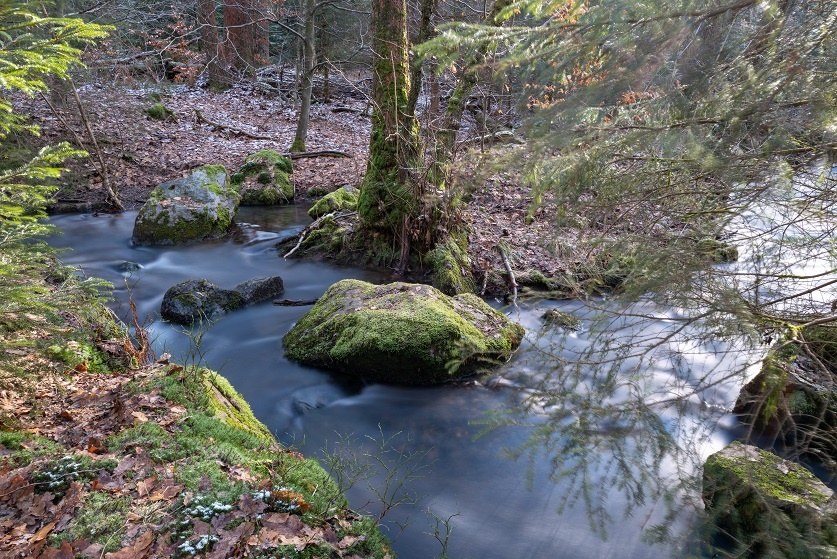 Die wilde Ennepe im Naturschutzgebiet