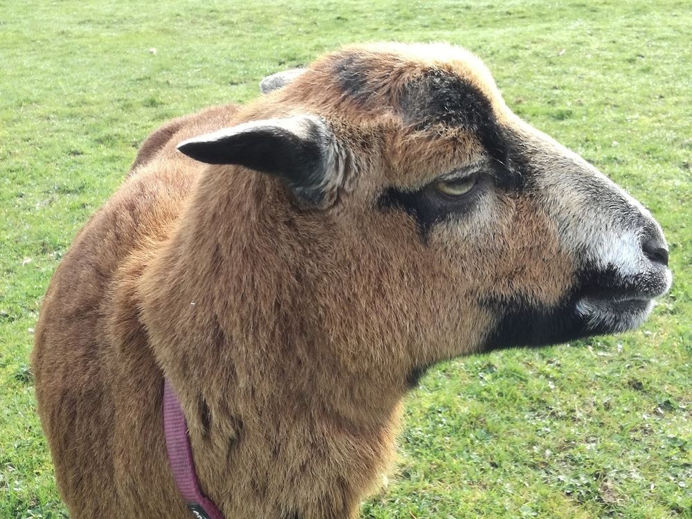 Auch andere tierische Bewohner leben auf dem Hof