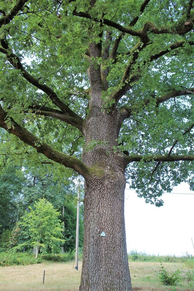 Als Naturdenkmal gekennzeichnet