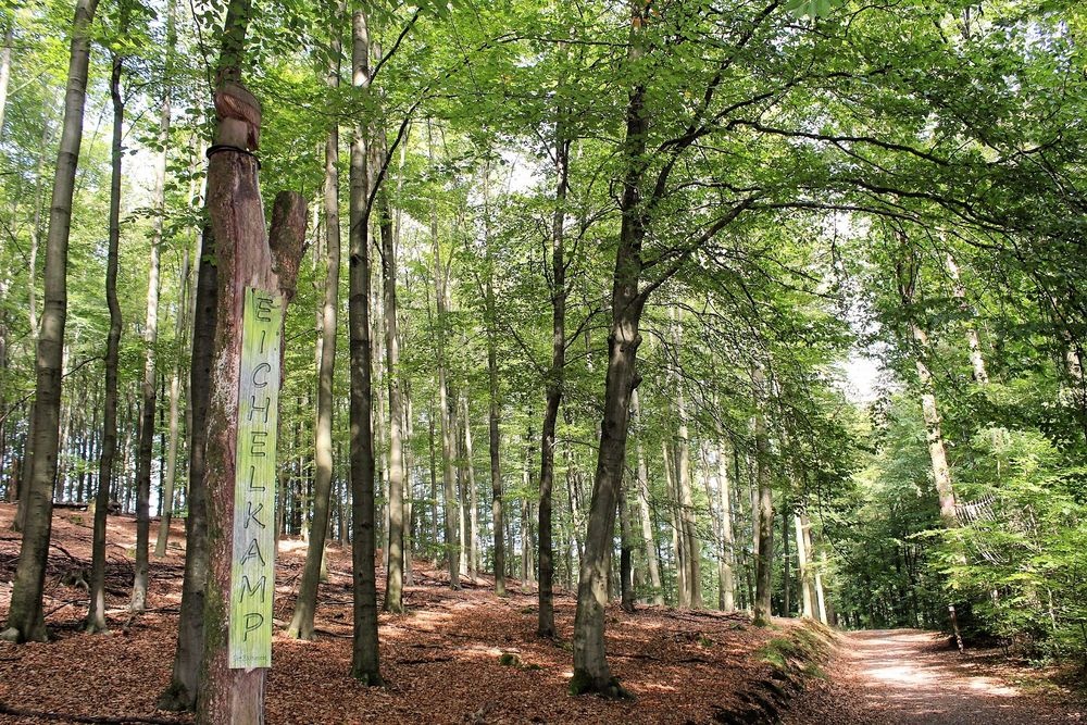 Der Lebensraum Wald ist zentrales Thema