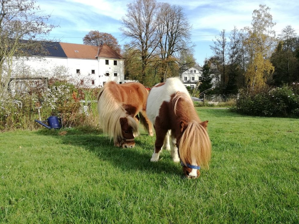 Zutrauliche Ponys gibt es auf dem Ponyhof