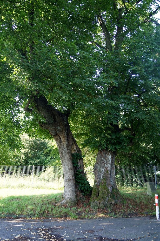 Früher Gerichtsbaum - heute Naturdenkmal