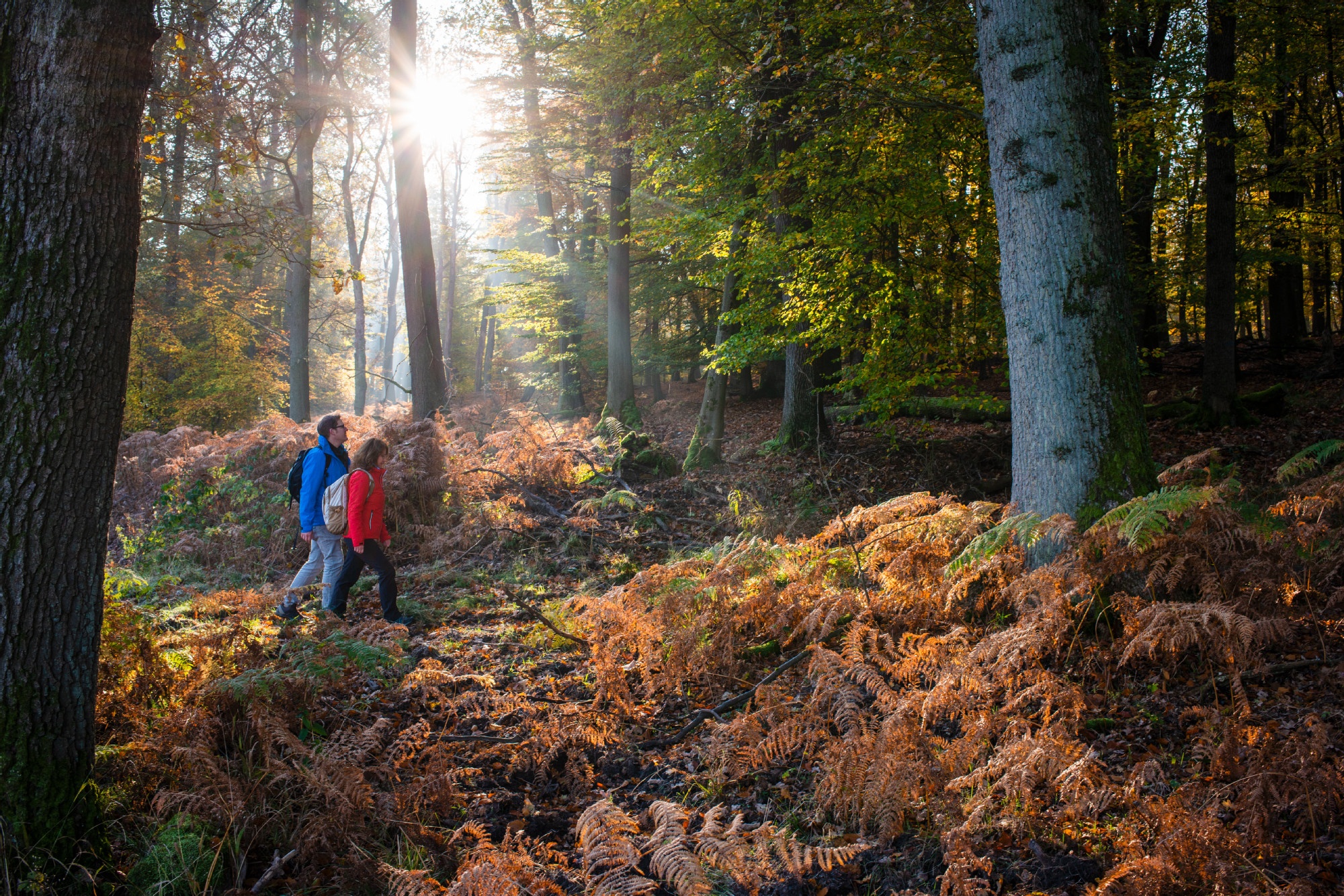 Zwei Wanderer unterwegs auf der Sauerland-Waldroute