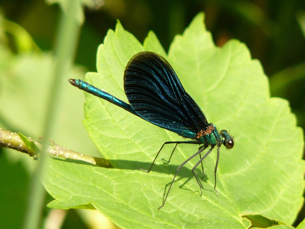 Natur entdecken - Blauflügel-Prachtlibelle