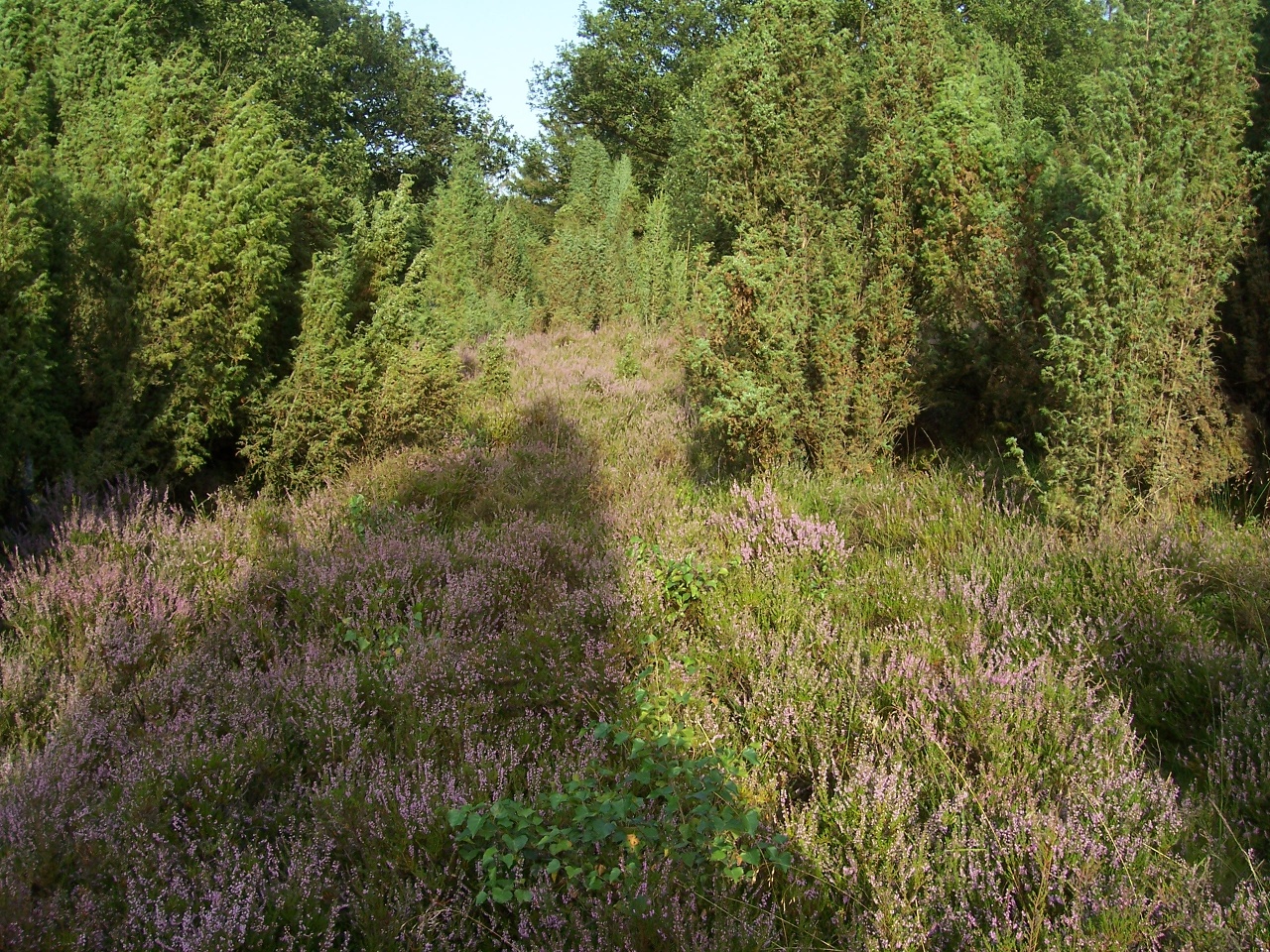 Wald in der Sonne 