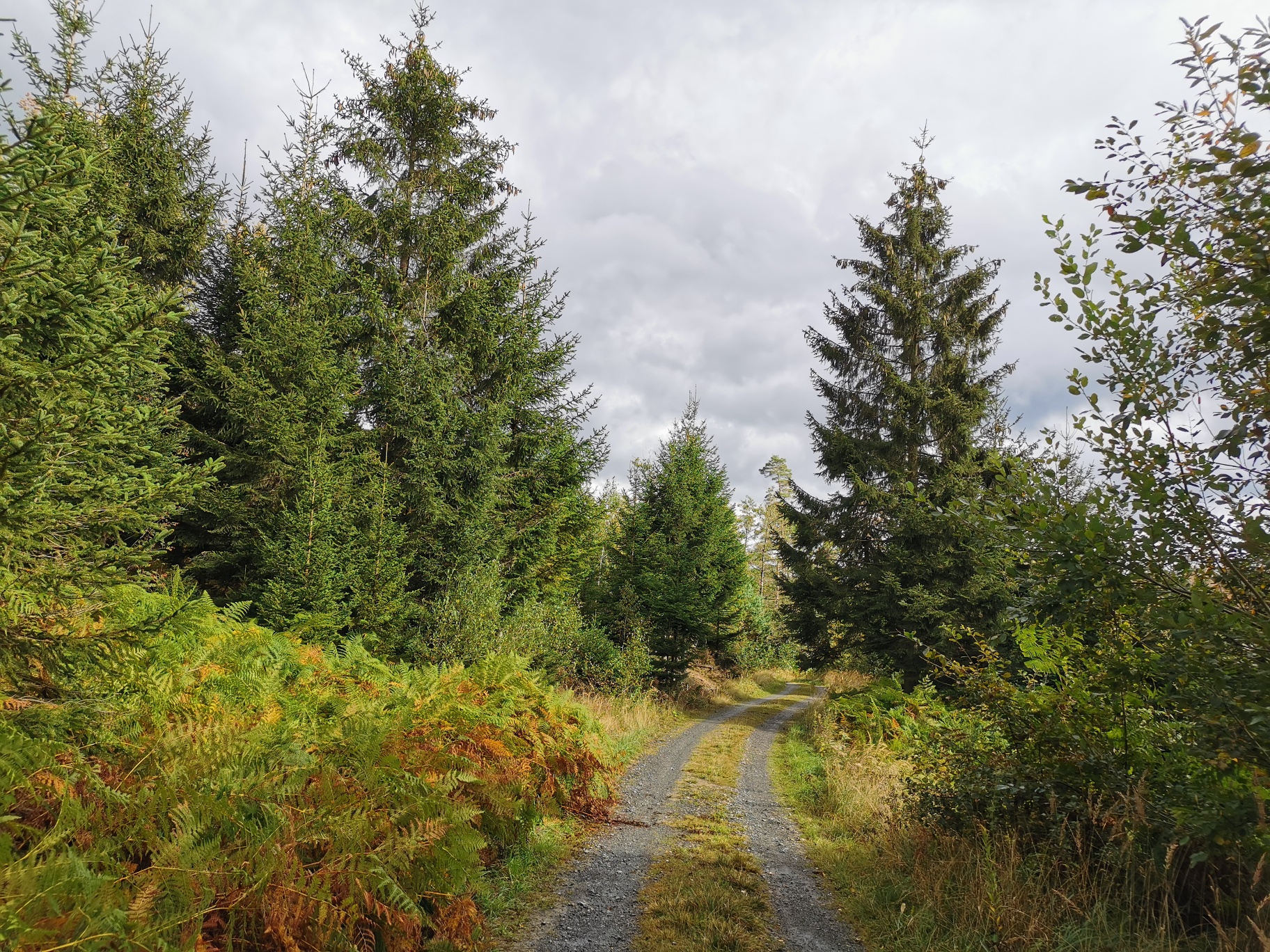 Auf der Sauerland-Waldroute in Richtung Sundern-Amecke