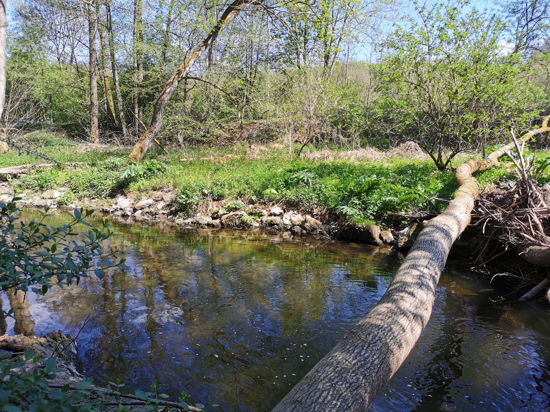 Die Hönne bei Volkringhausen