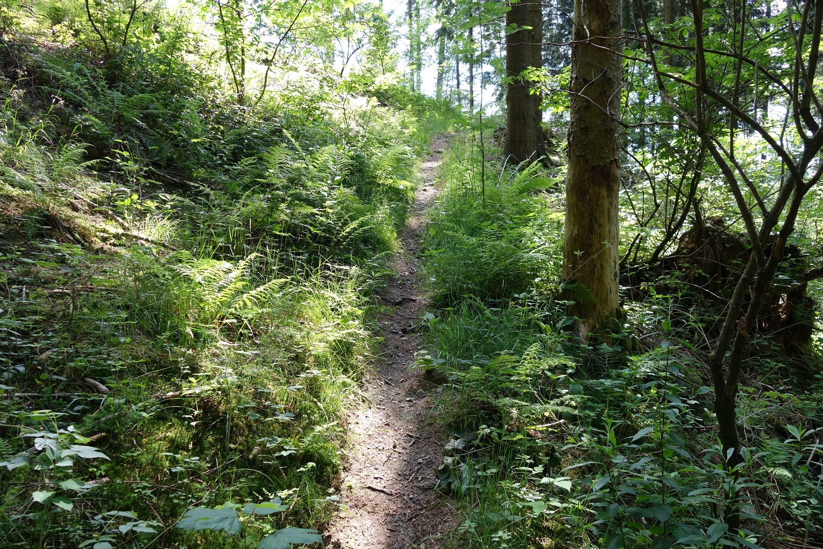 Enge, naturnahe Pfade sind auch Wegebestandteil