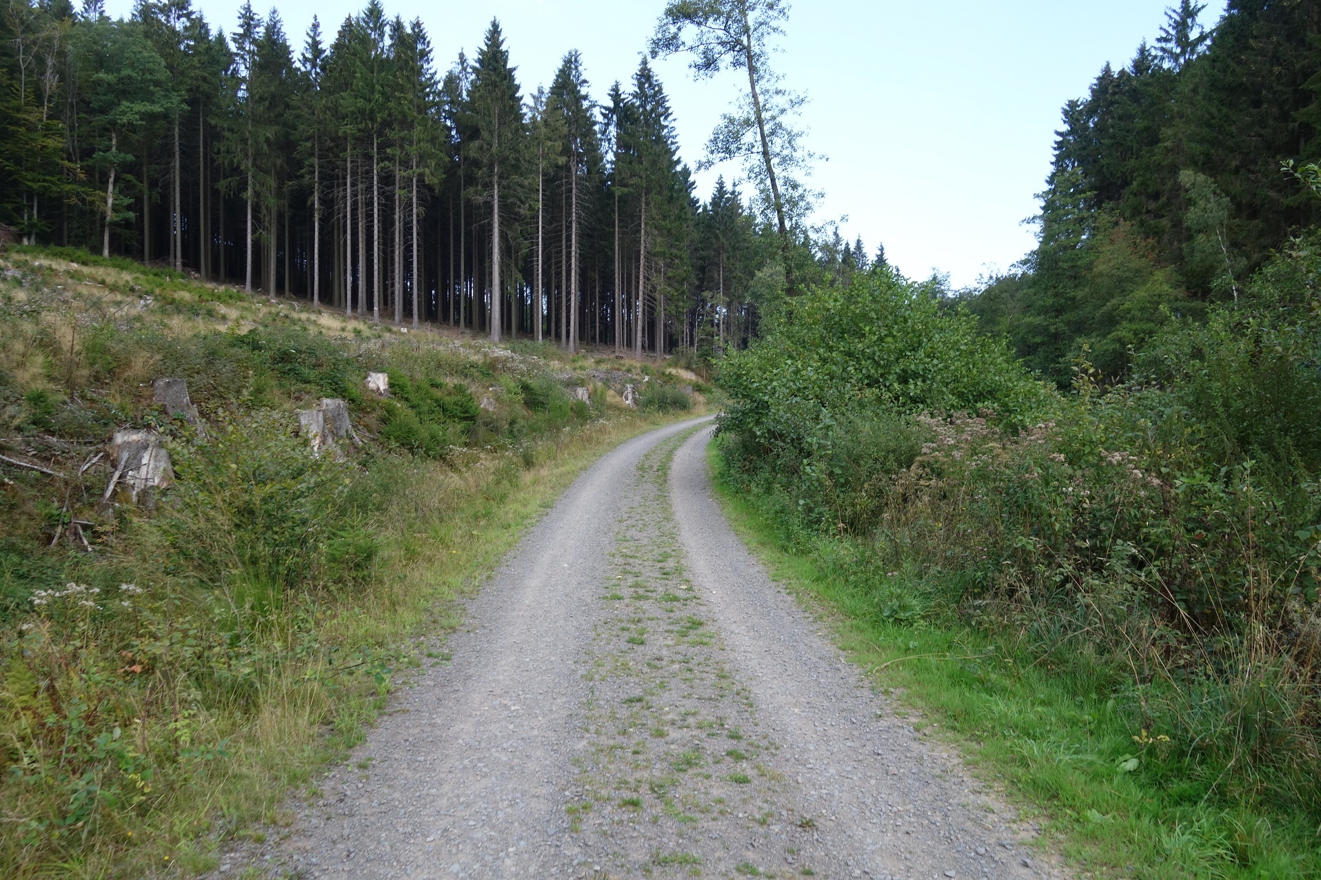 Zu Beginn führt der Weg uns in Richtung Wald