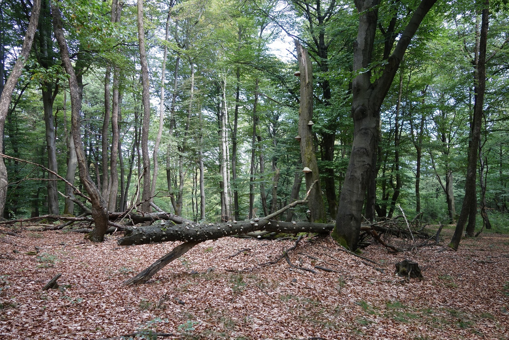 Naturbelassene Waldstücke im Naturschutzgebiet