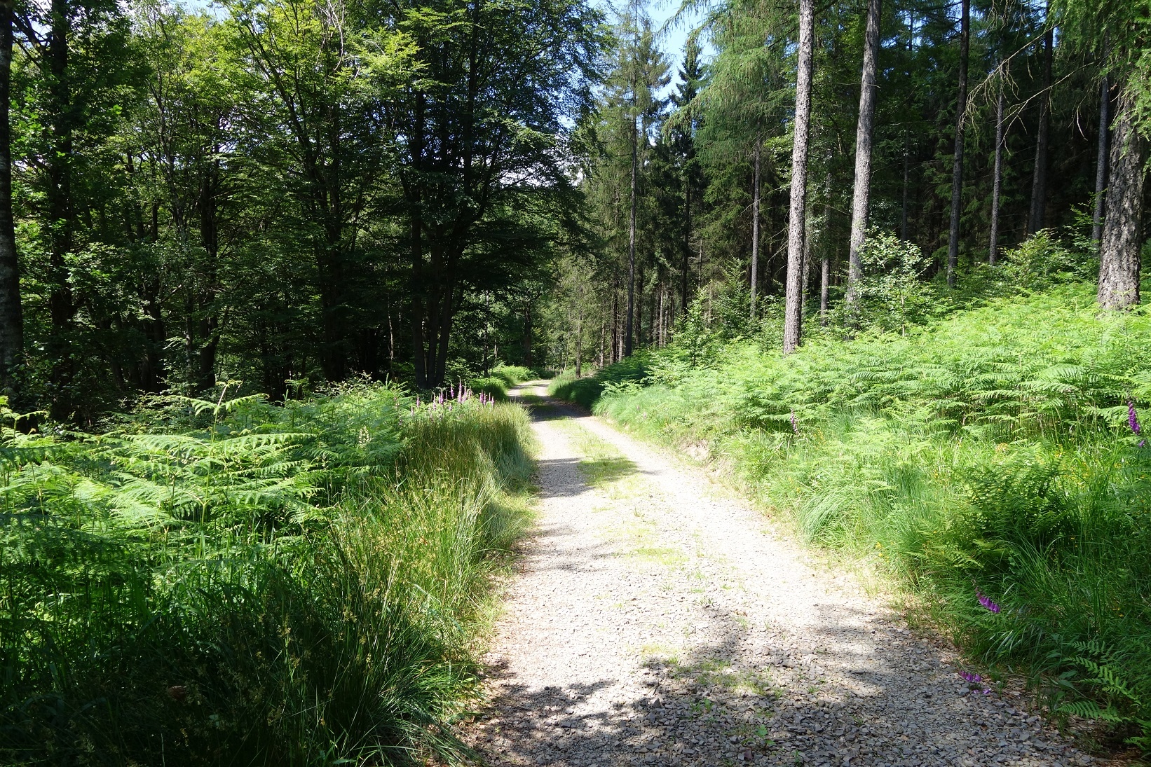 Breite Schotterwege und naturnahe Pfade prägen das Bild des Rundwanderweges