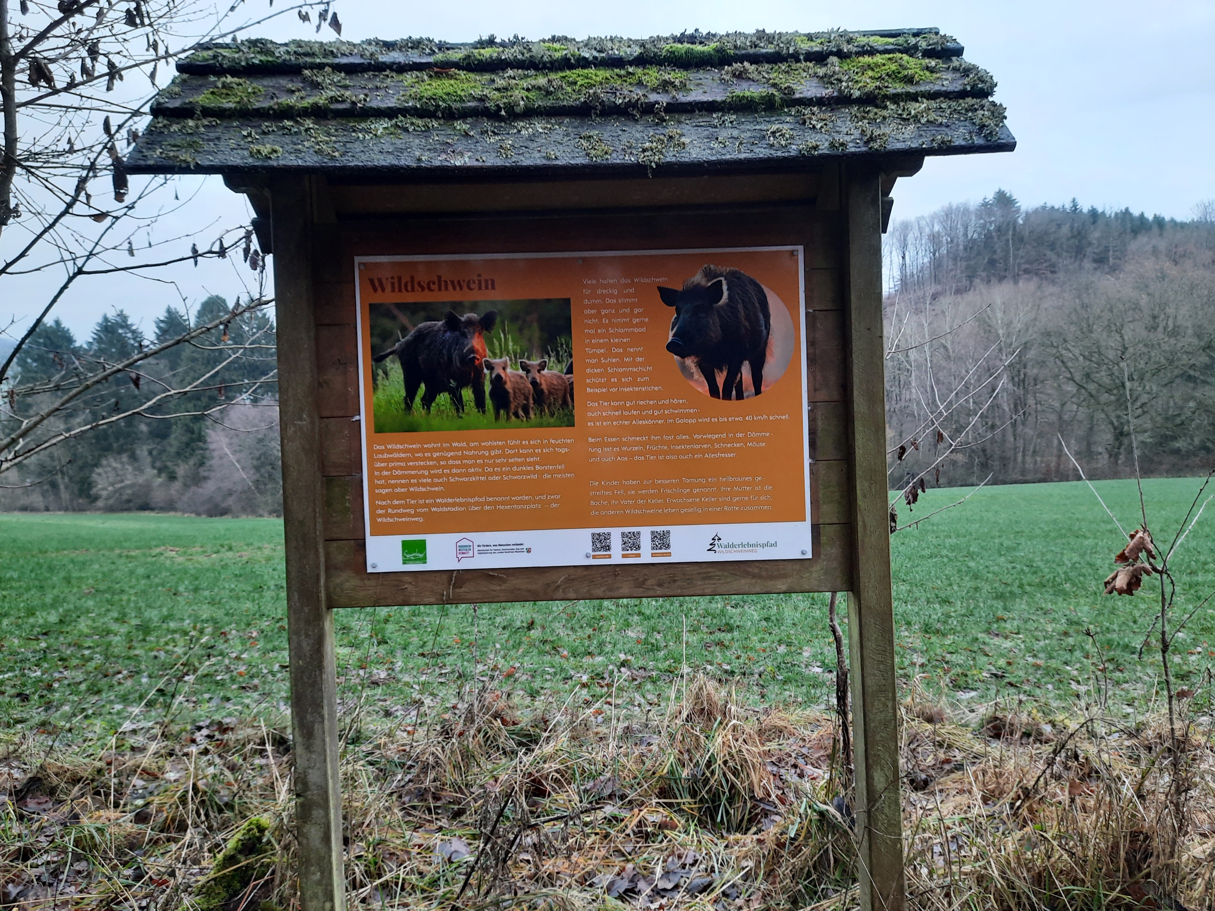 Infotafel Wildschweinweg ©M.Kind.jpg