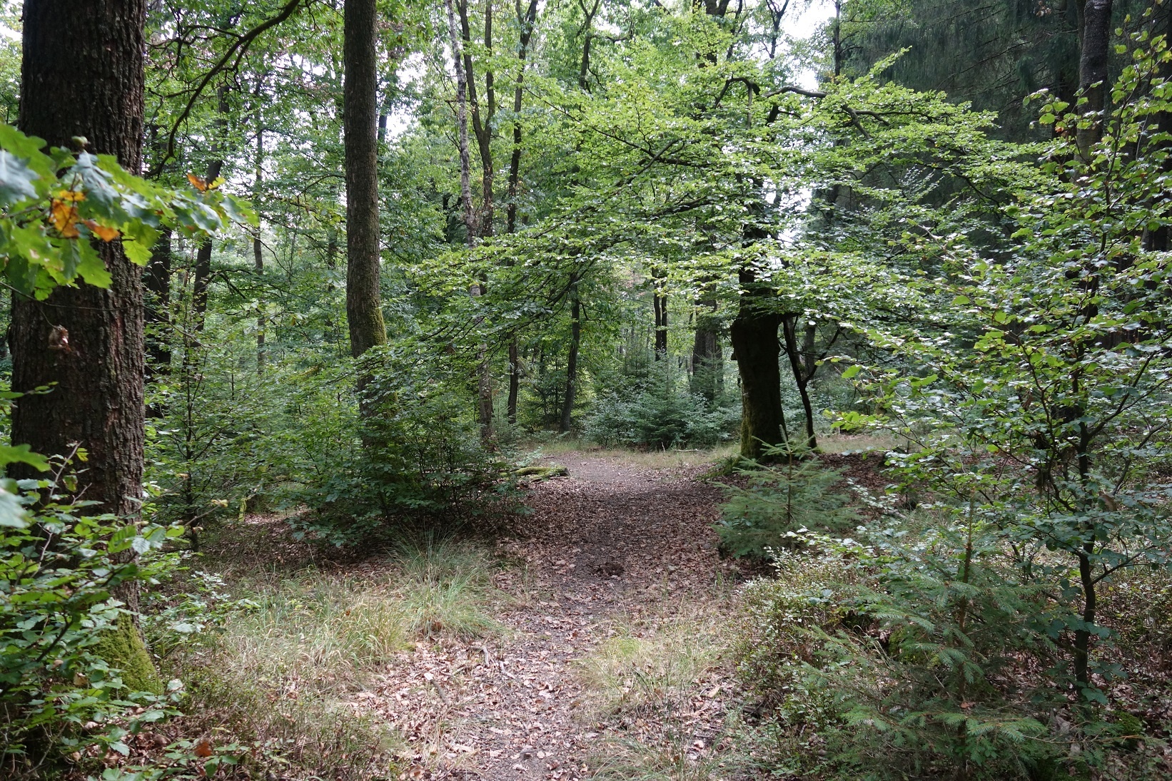 Wegeführung mitten durch den Wald