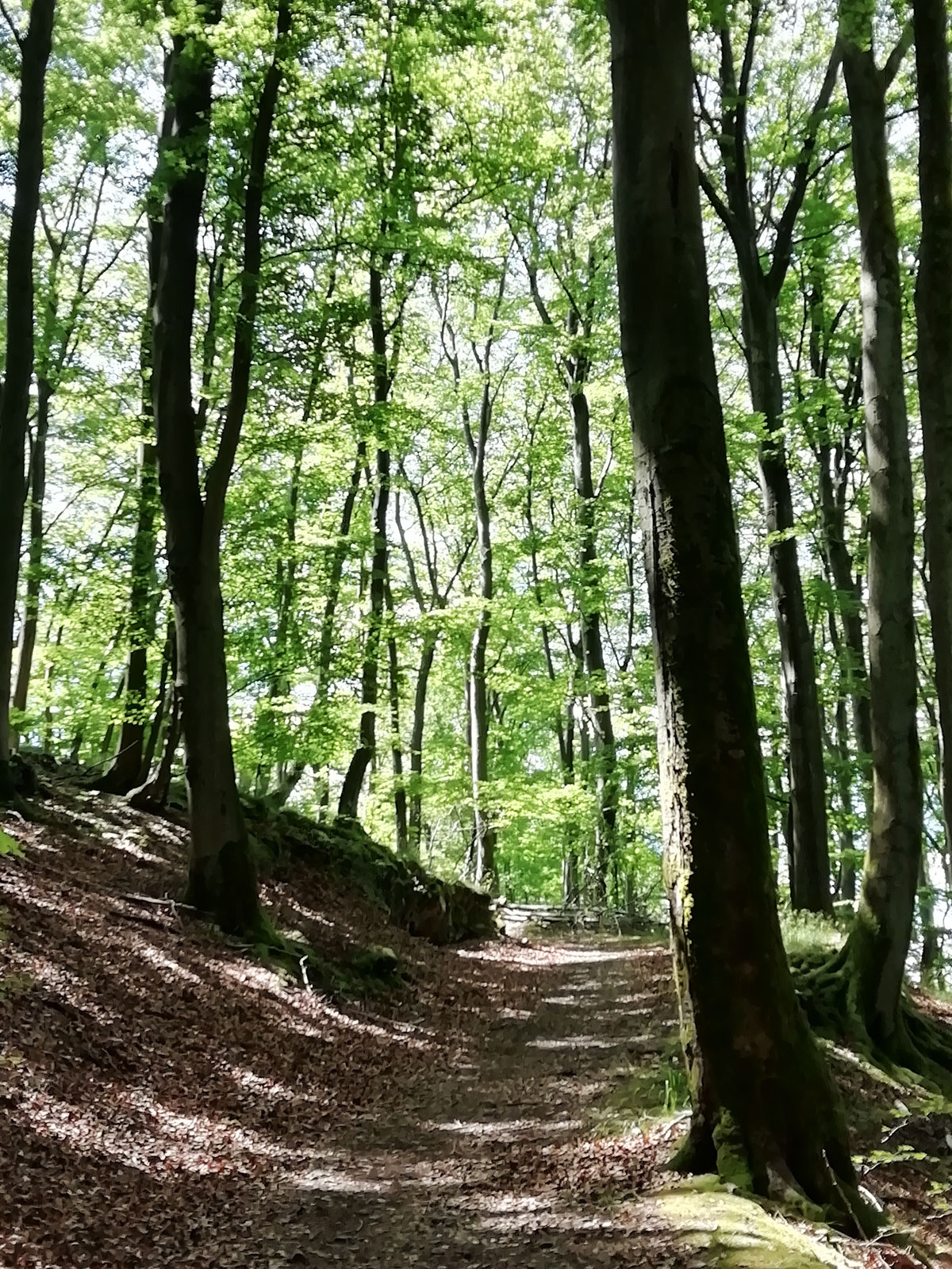 Zwischen Rammsiepen und Vohr