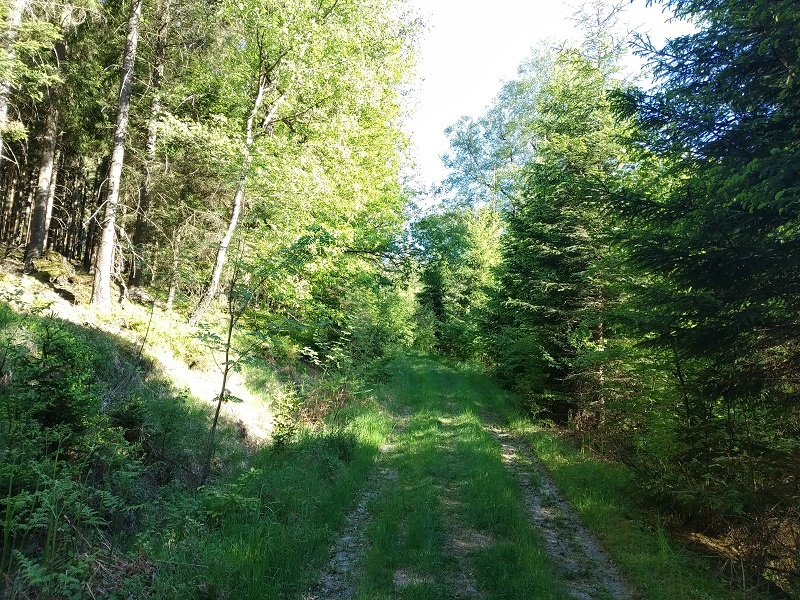 Durch die Wälder geht es stetig bergauf