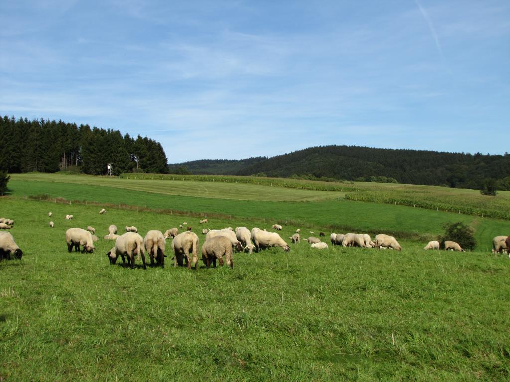 Schafe bei Hösinghausen