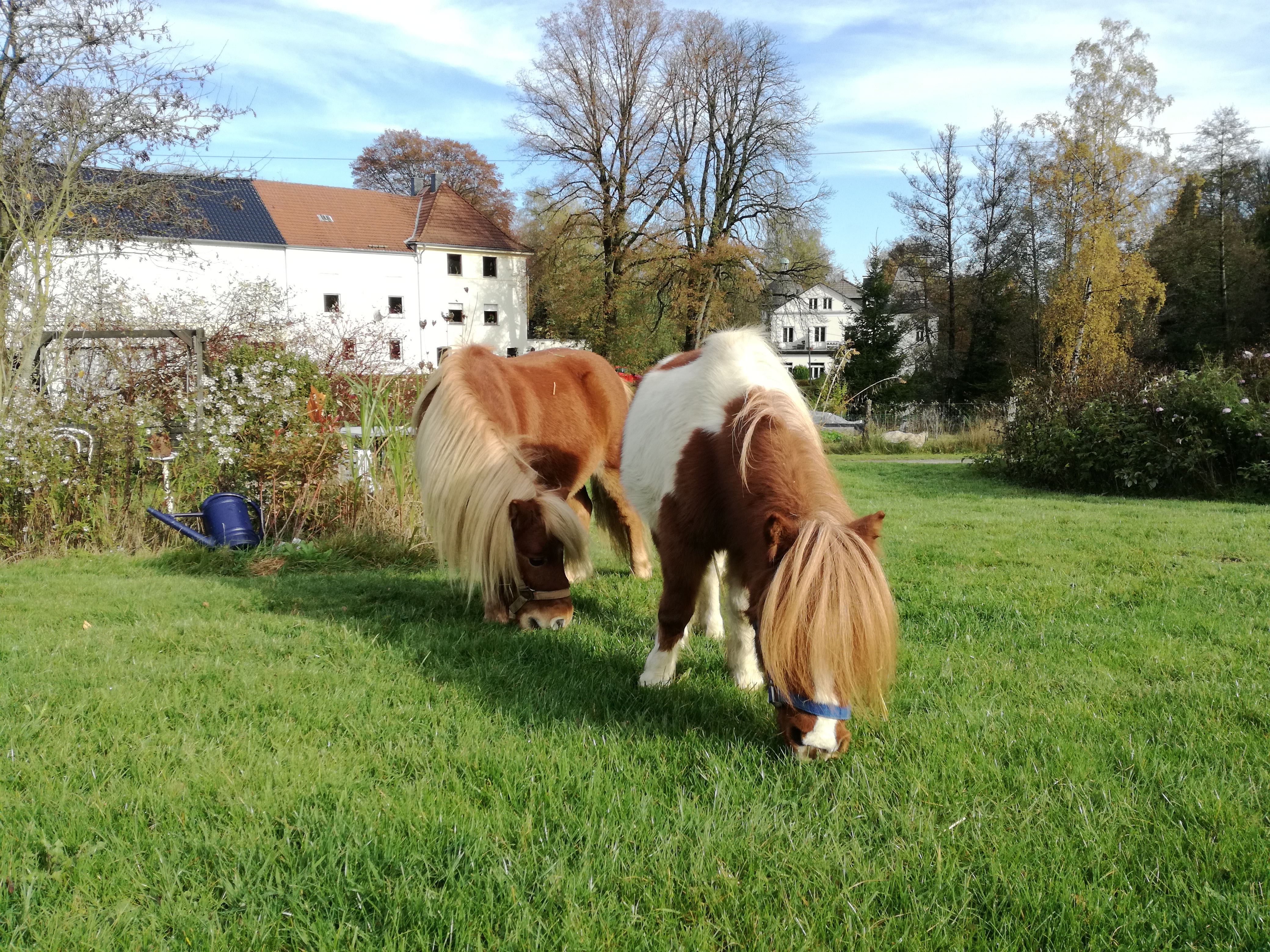 Ponyhof Isenburg