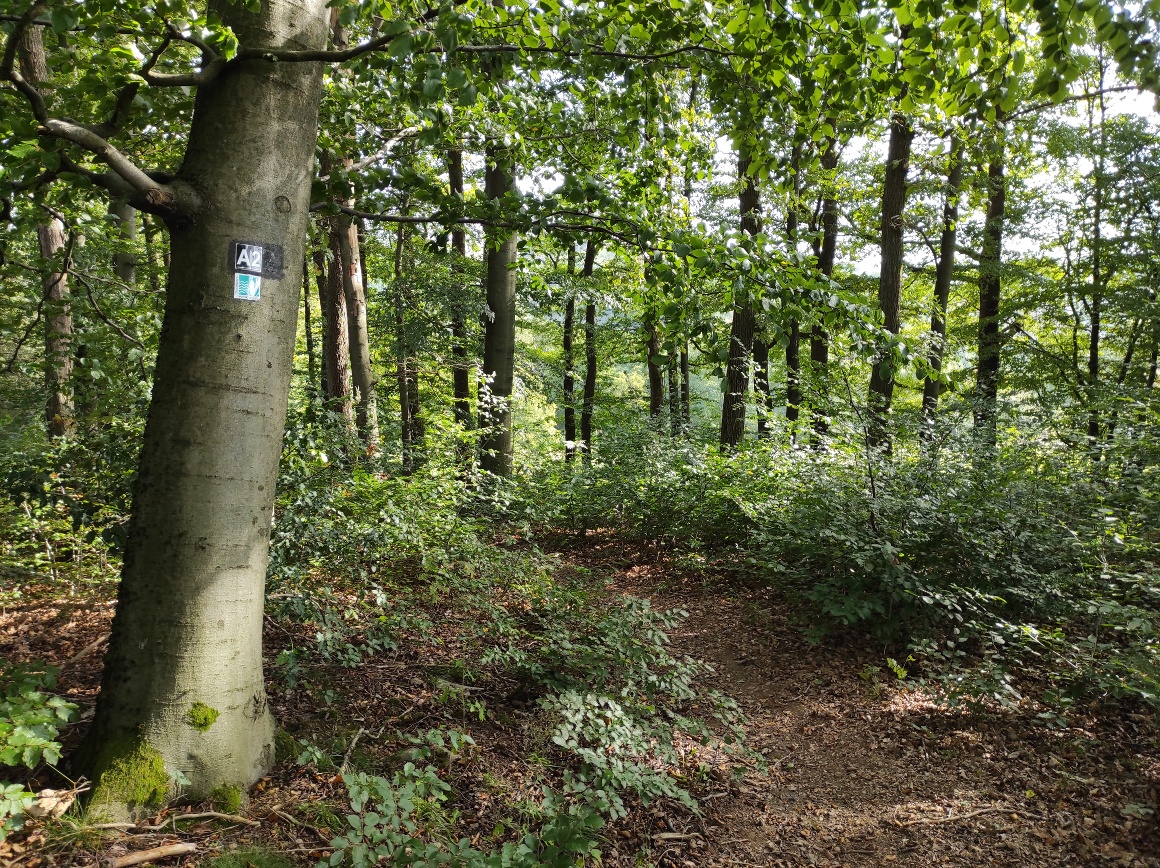 Wegeverlauf durch einen Buchenwald