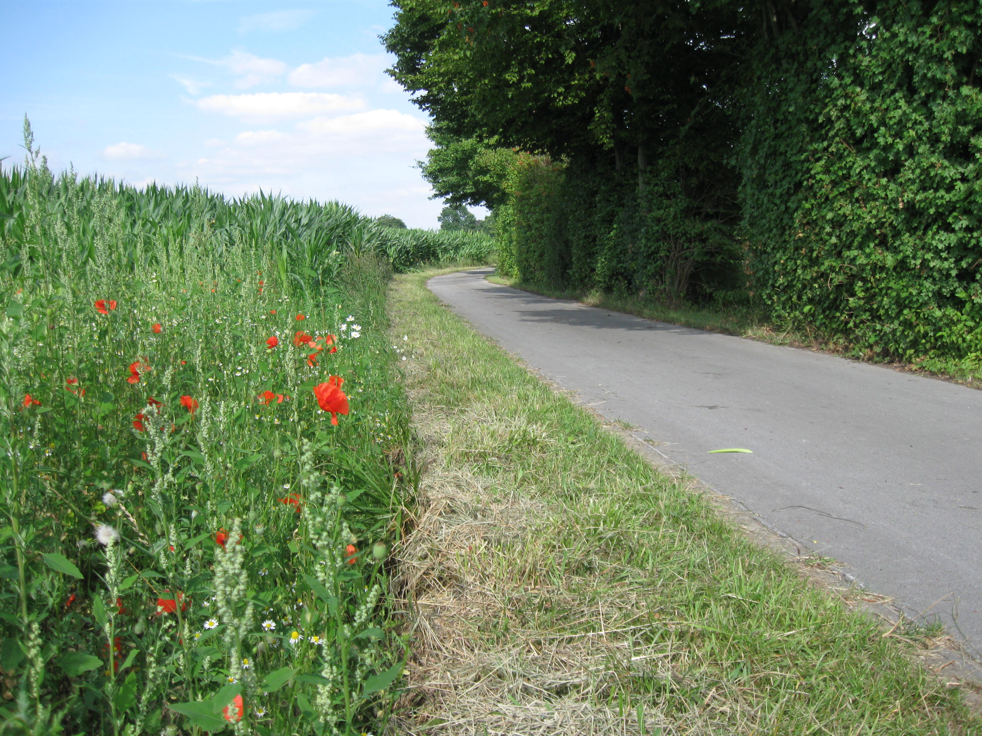 Radweg durch die Mendener Felder