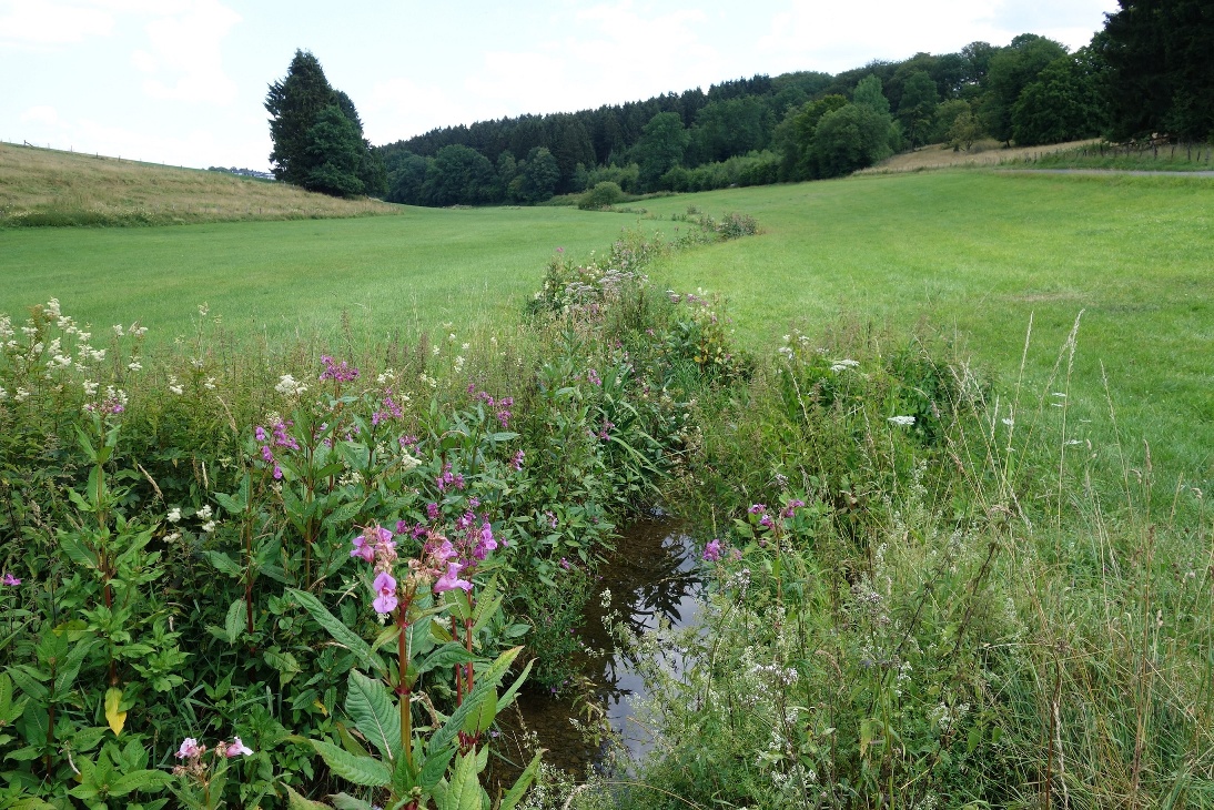 Bachverlauf durchs Tal