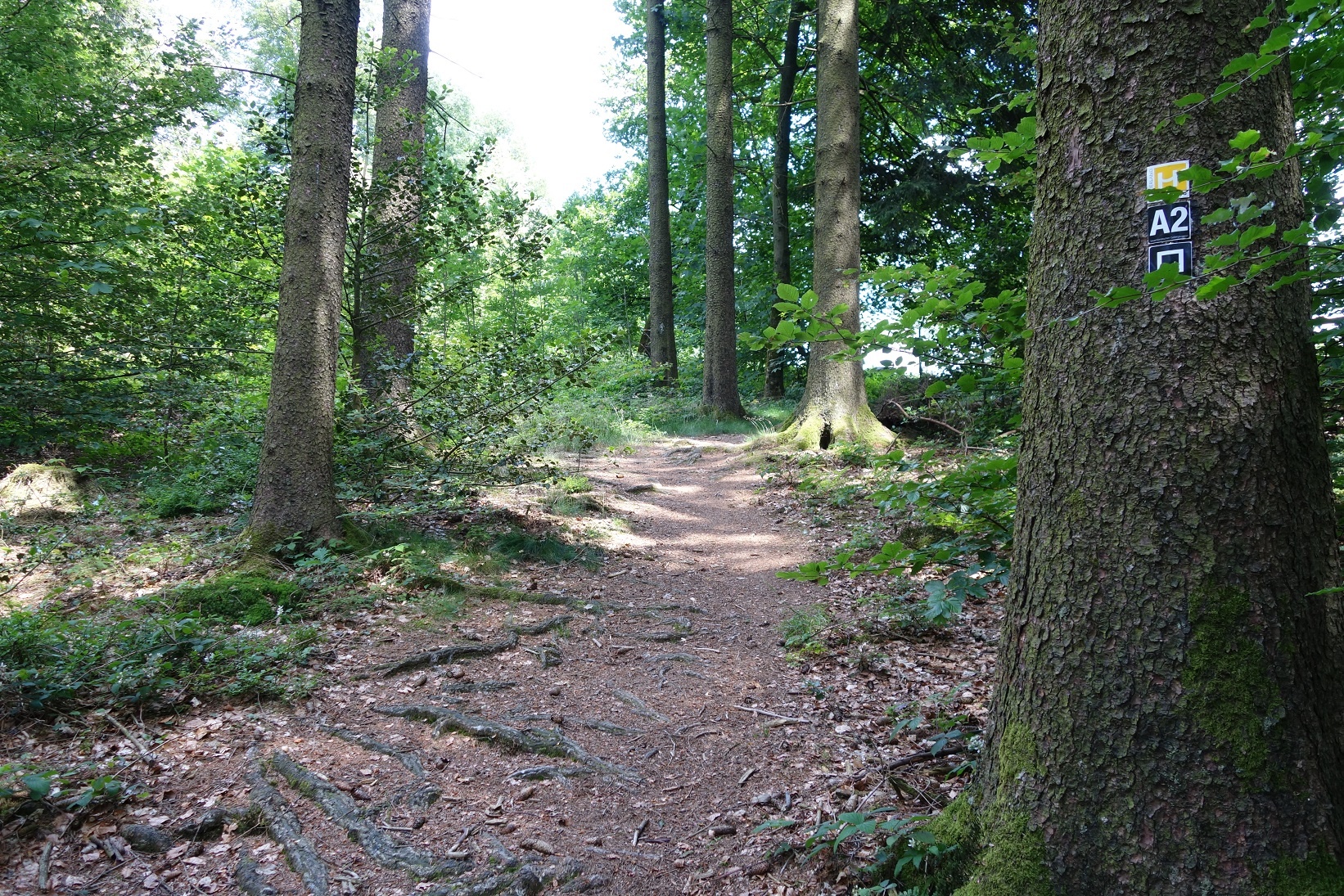 Spannende Wegeverläufe auf dem Streckenabschnitt des Qualitätwanderweges Sauerland Höhenflug