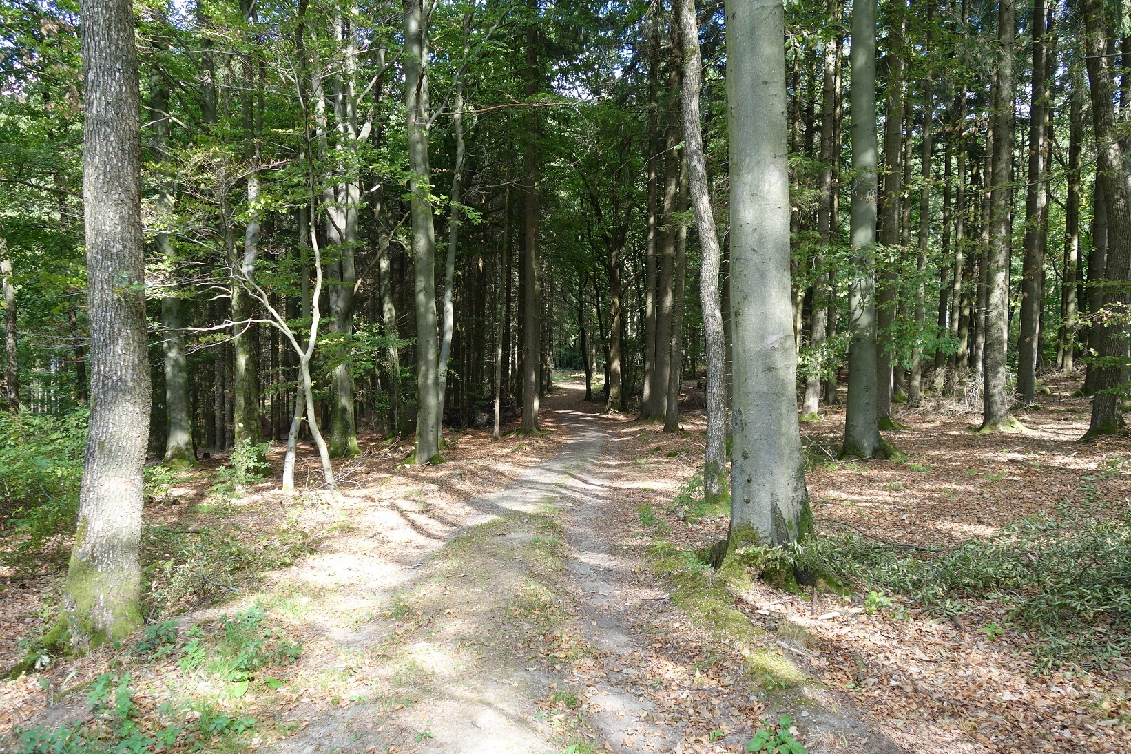 Durch das kleine Waldstück schlängelt sich der Weg