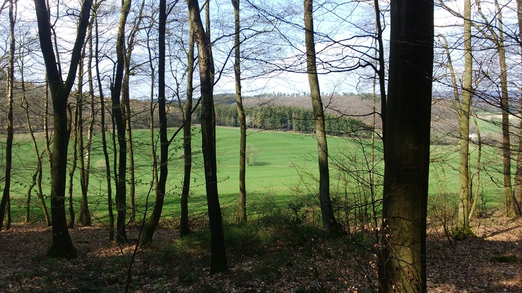 Blick auf die Wiese mit Borkebach