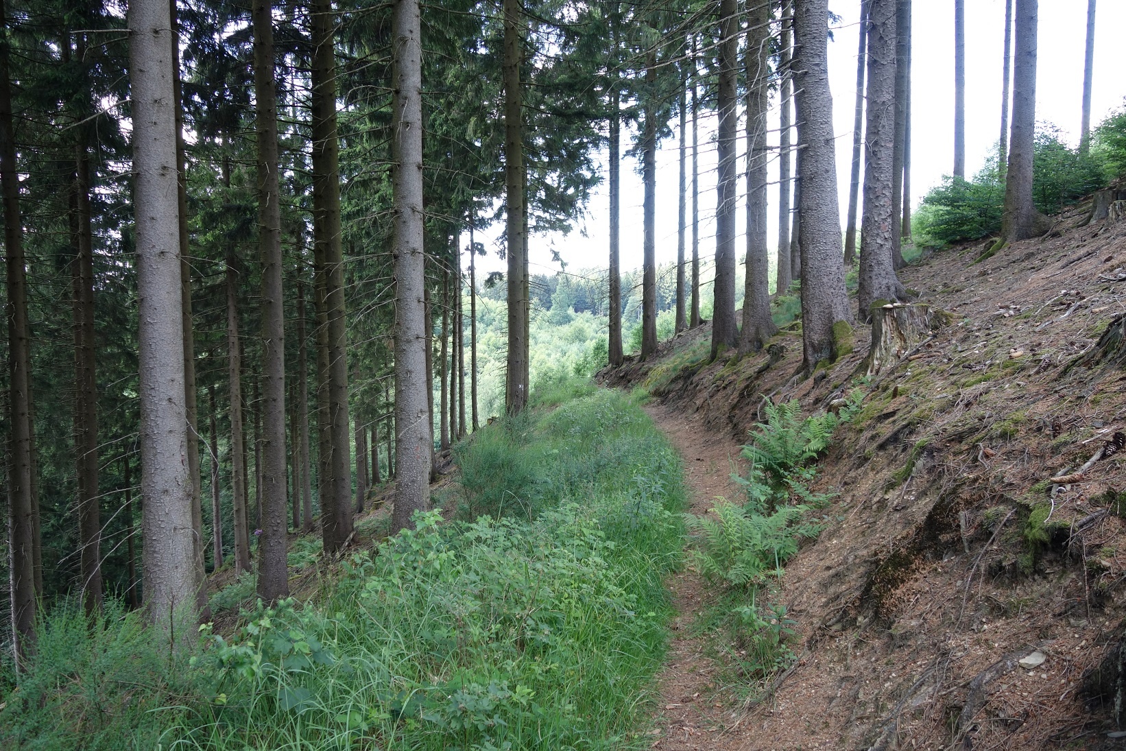 Durch die Wälder entlang der Hänge