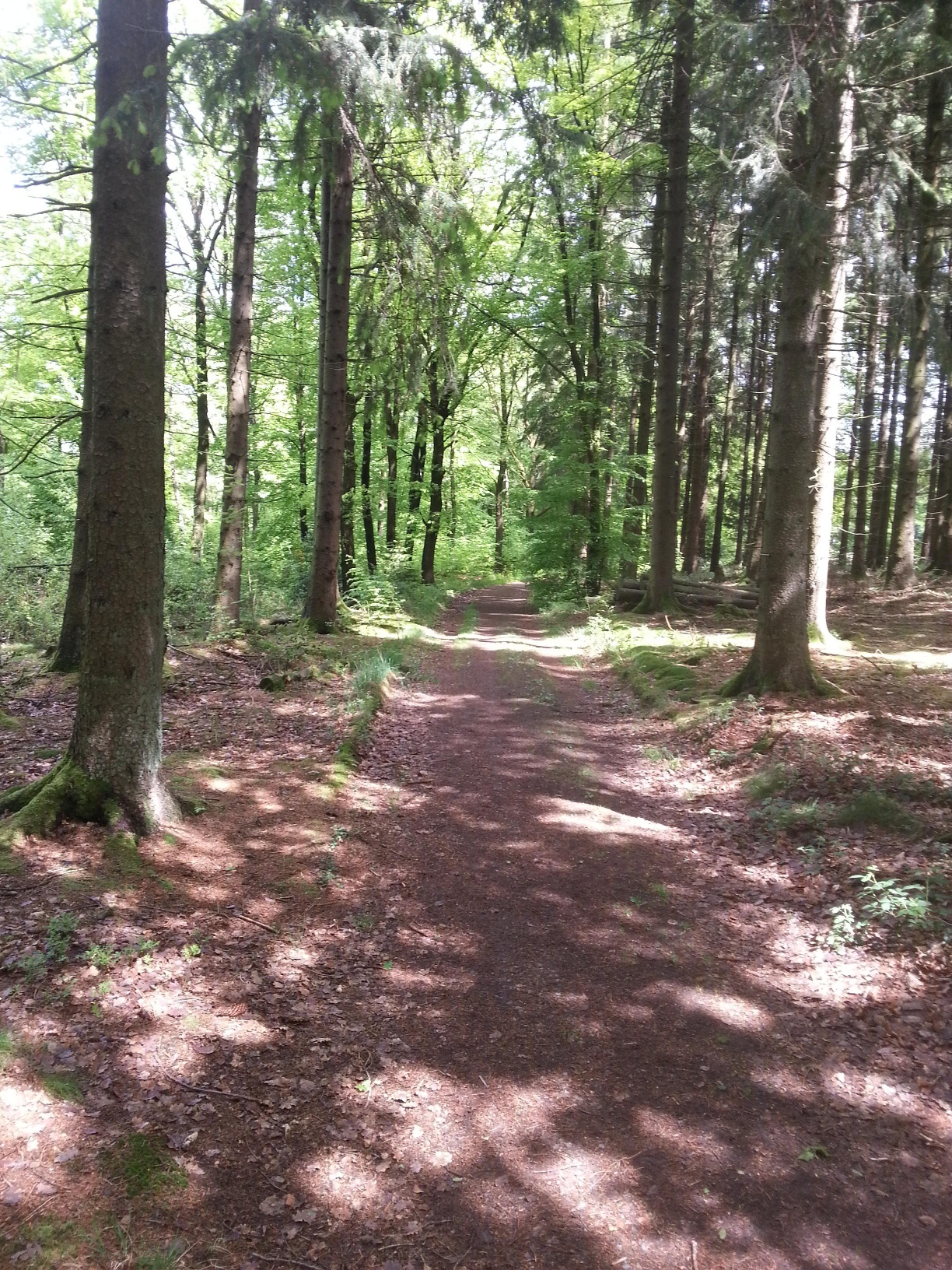 Schöne Wege durch den Wald