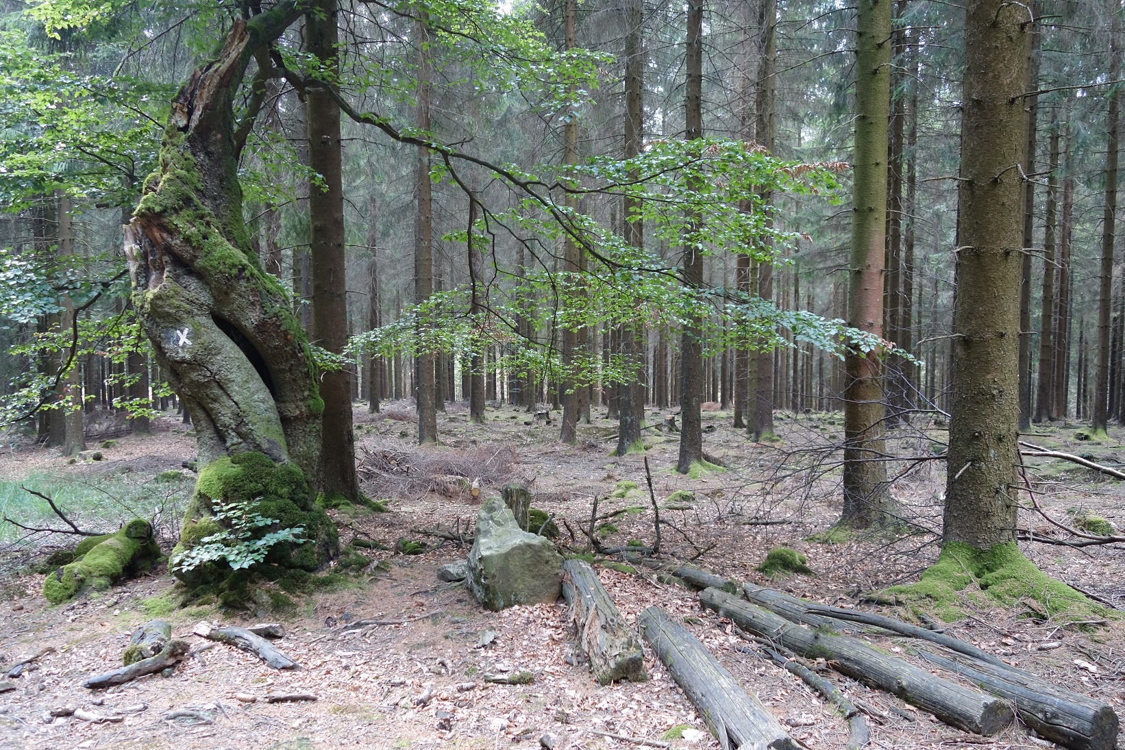 Beeindruckende Natur am Wegesrand