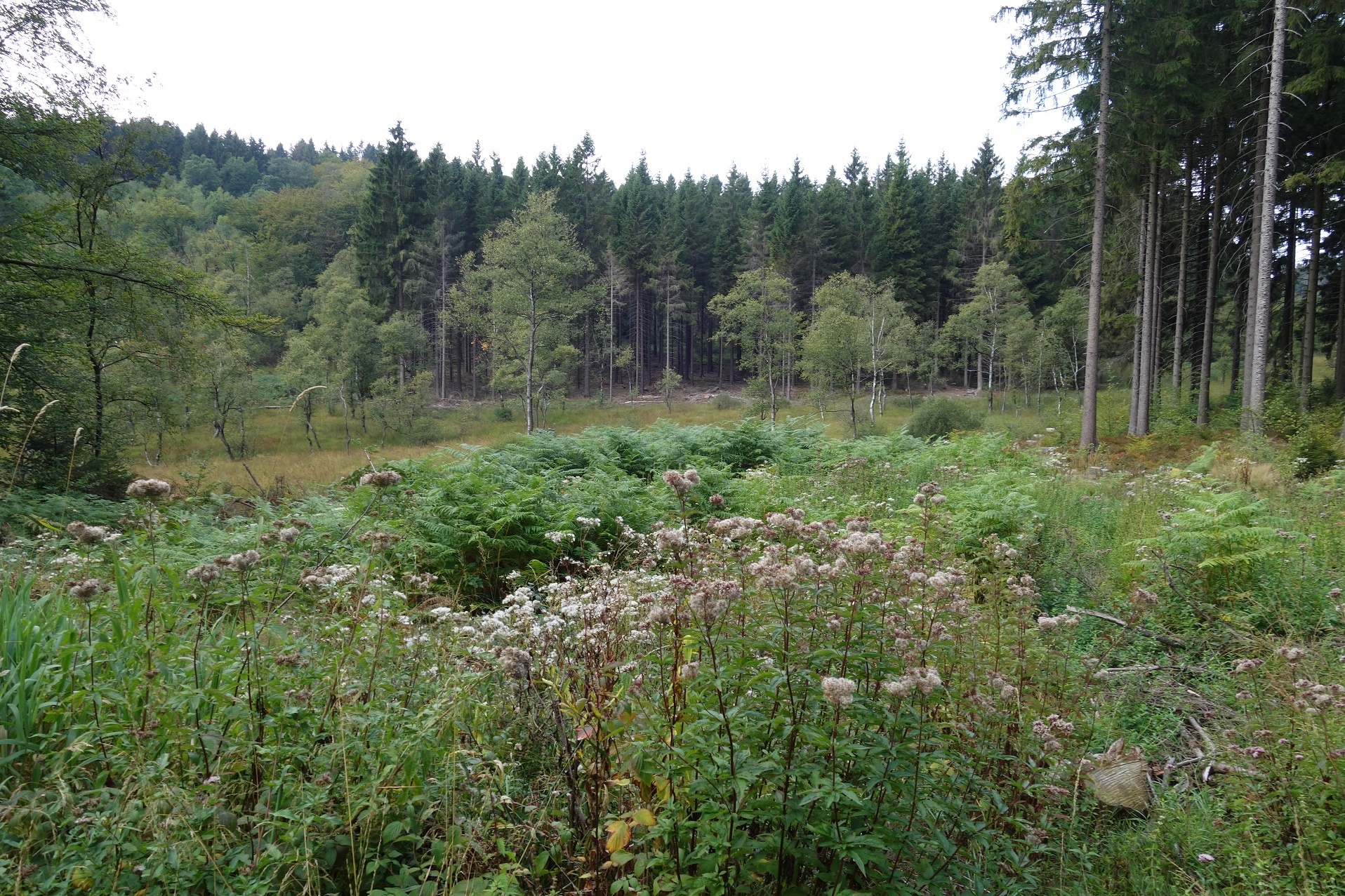 Das Sumpfgebiet rund um die "Grundlose"