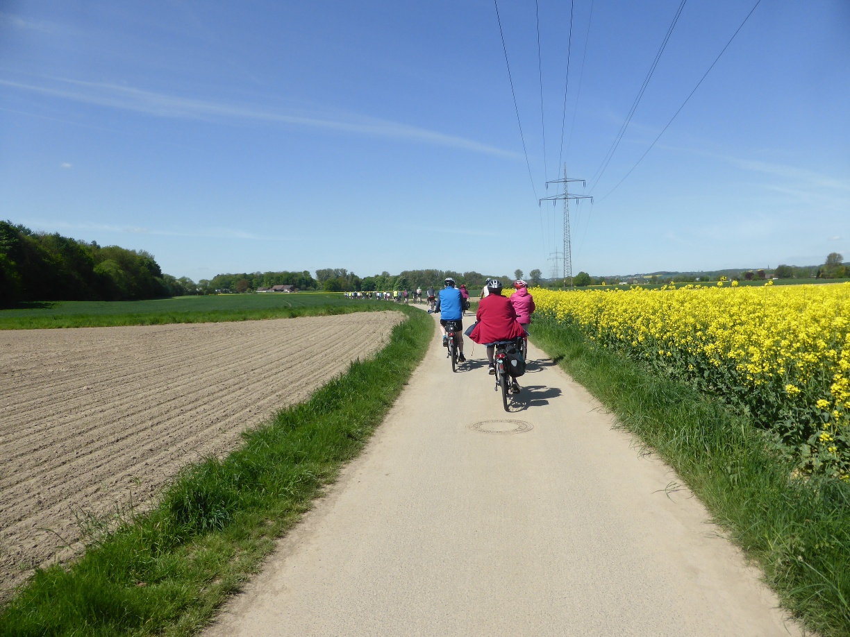 Radler mit Rapsfeld