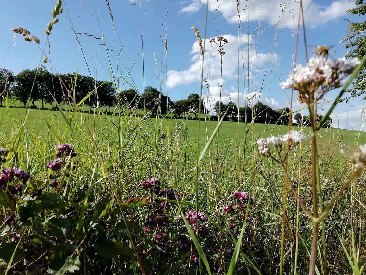 Zwischen Nieder-Holte und Stöpplin