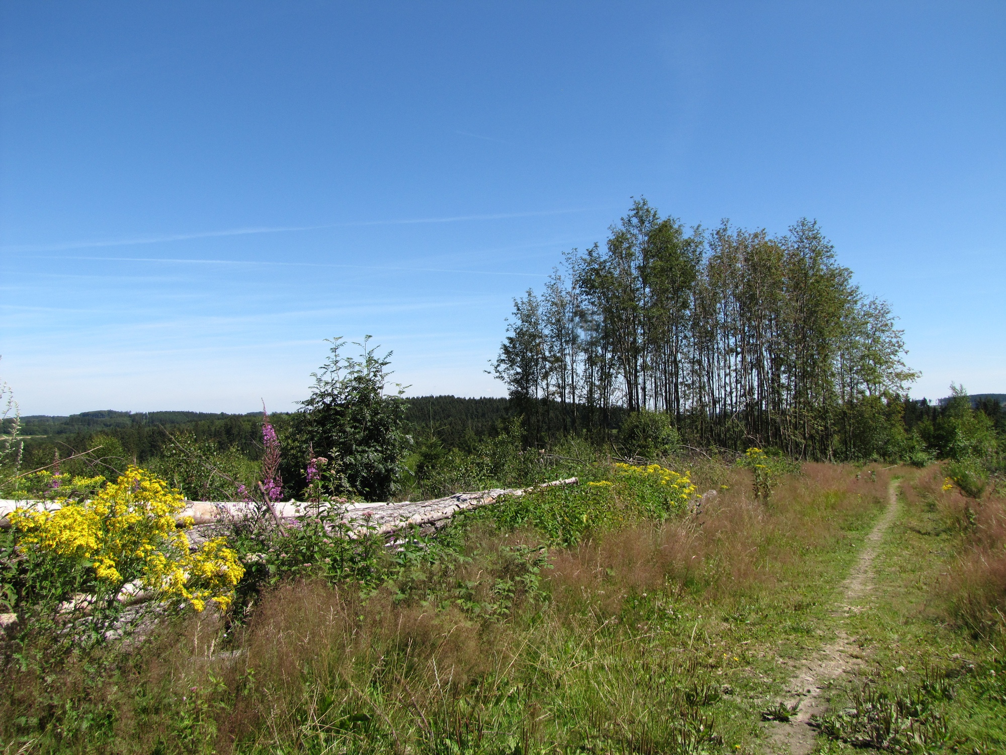 Pfad am Hegenscheid