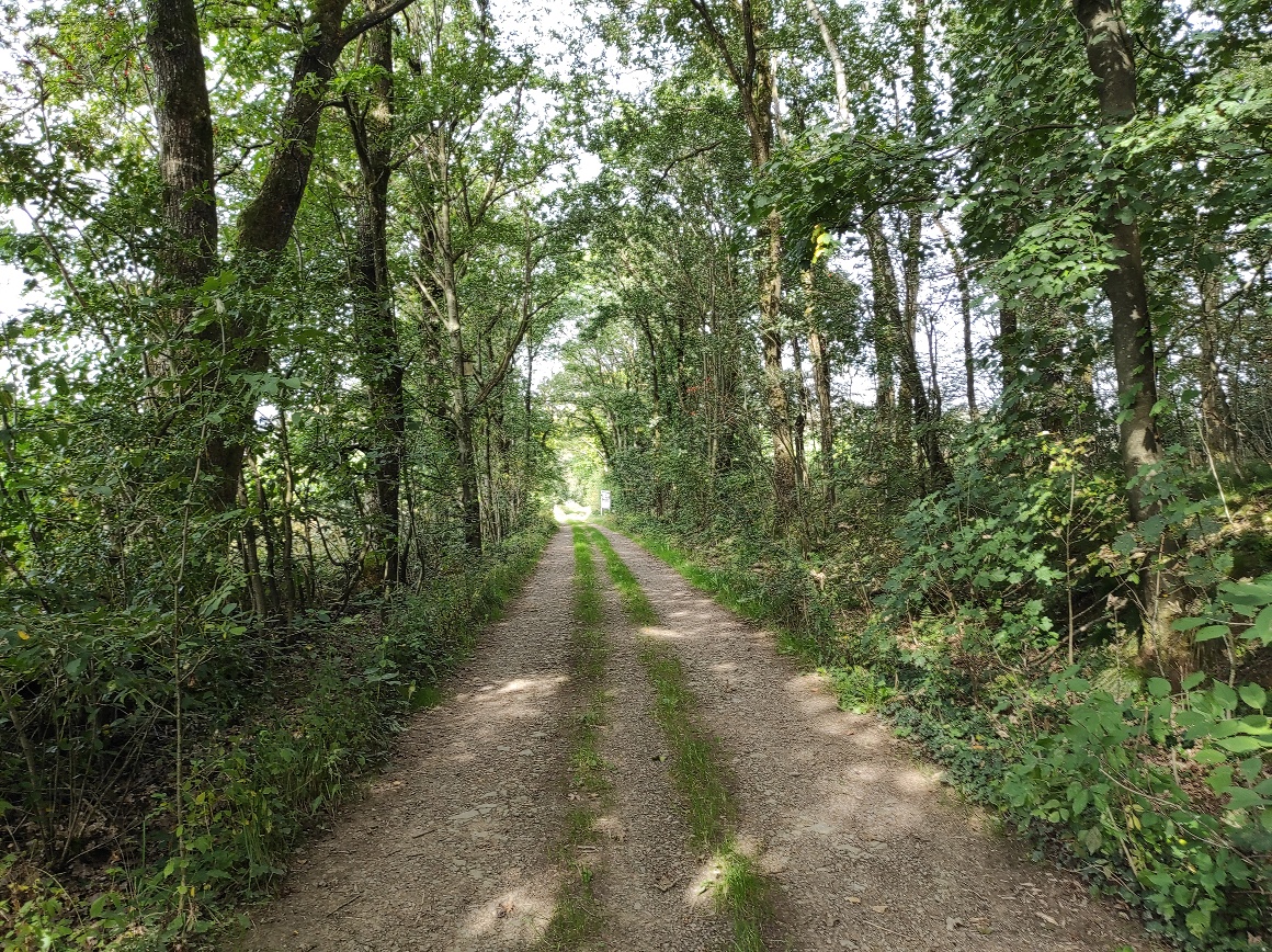 Wanderung auf einer Forsttrasse