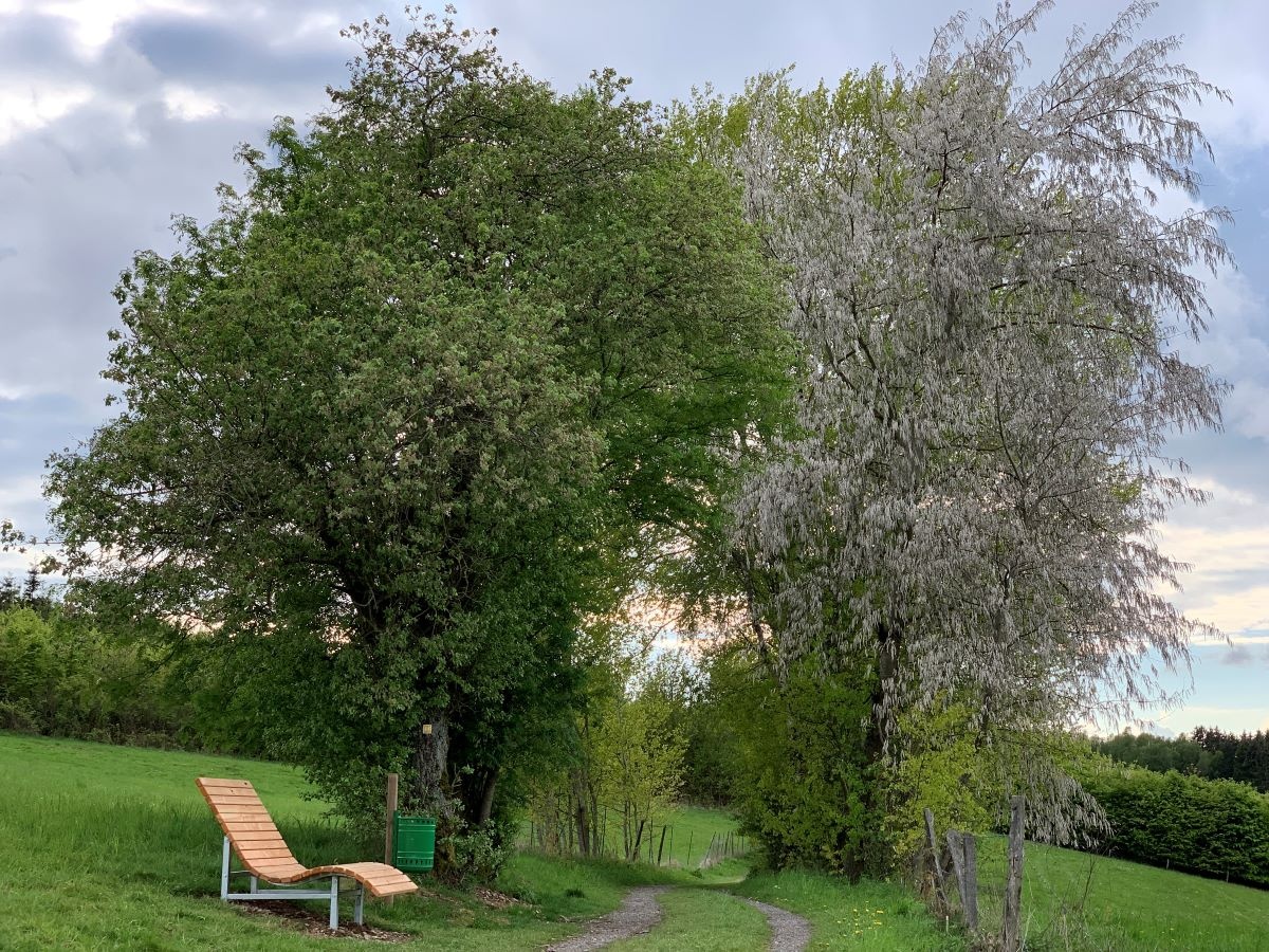 Waldsofa am Roden-Hennes-Weg