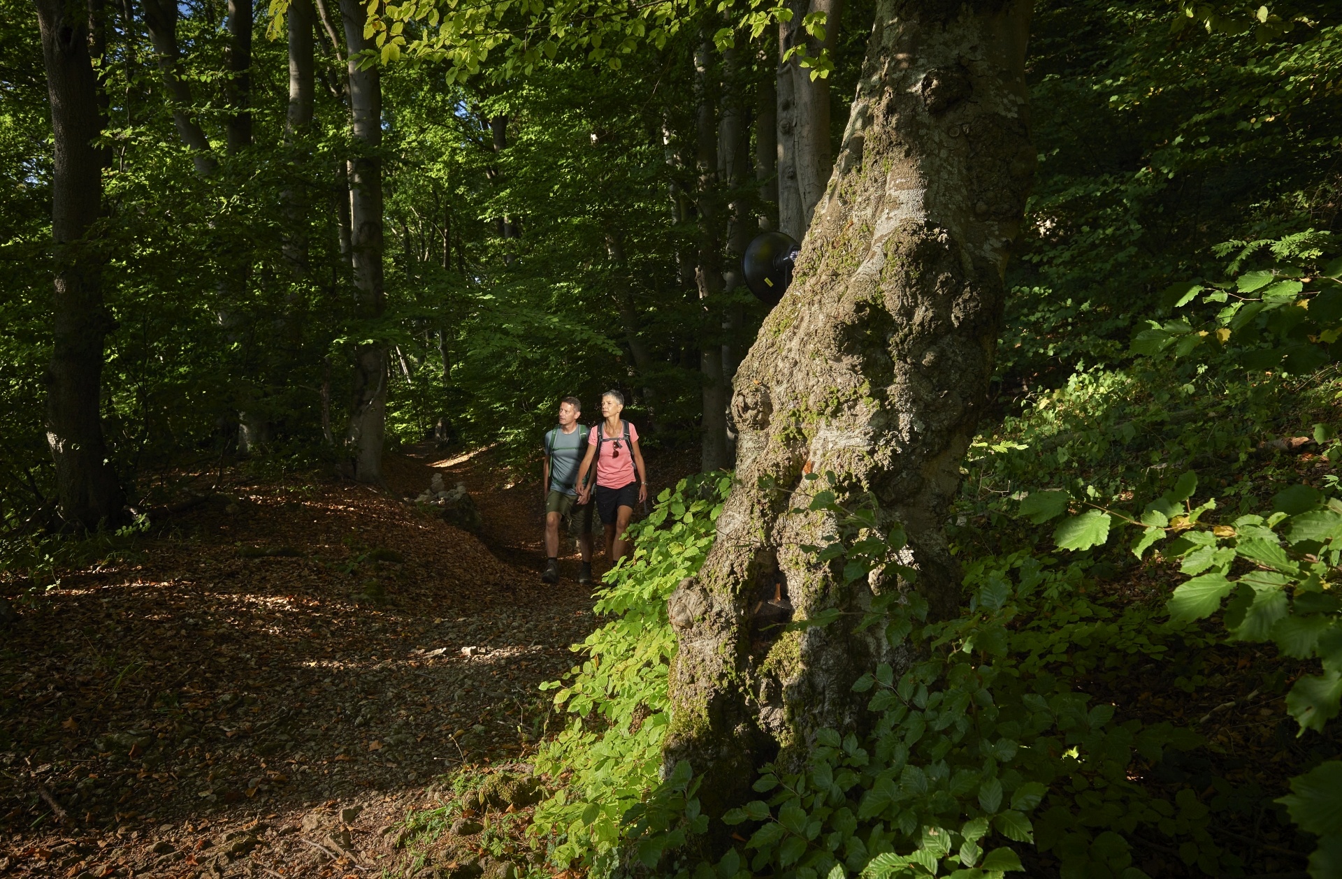 Wanderer auf der Sauerland-Waldroute