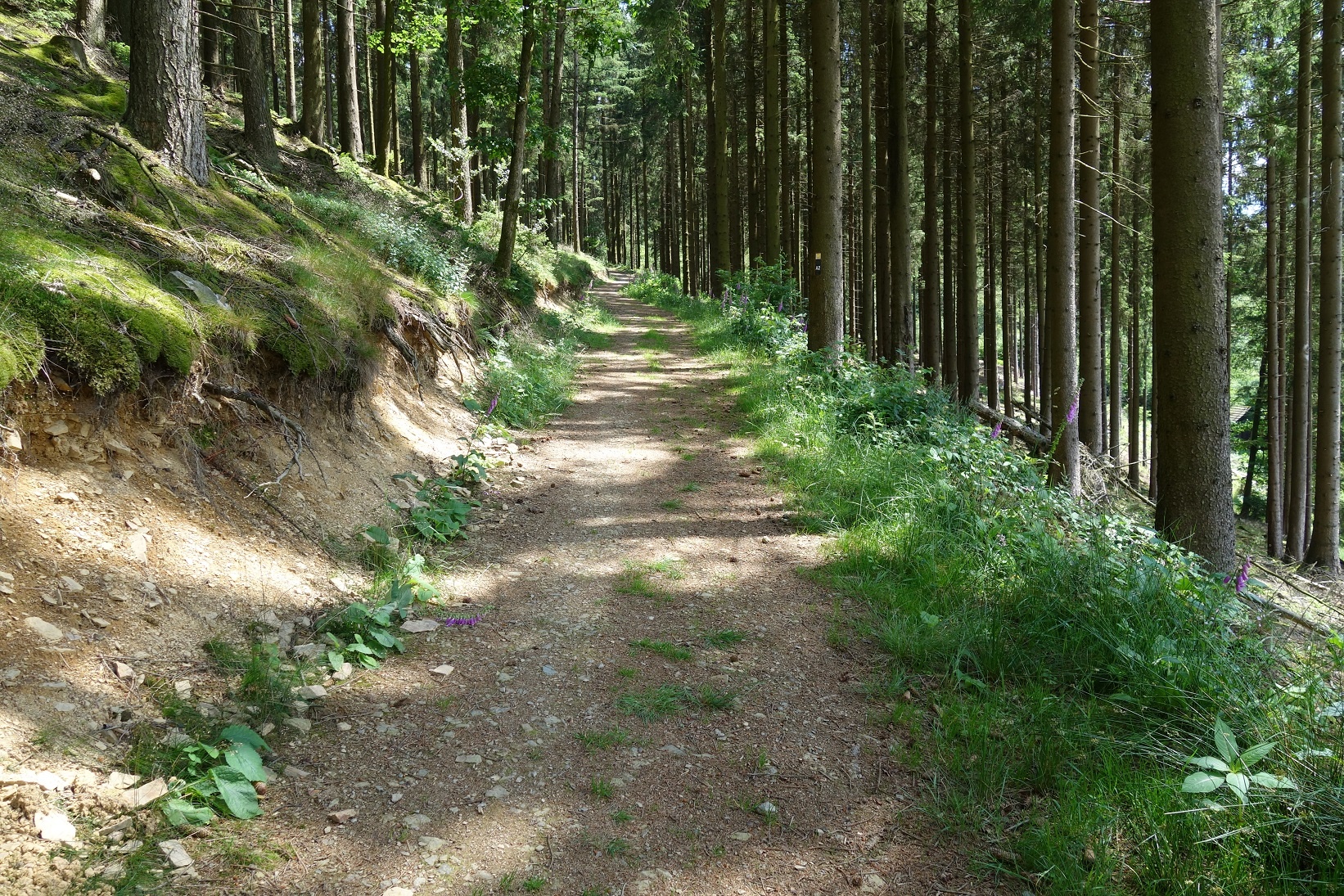 Auf dem kurzen Rundwanderweg müssen auch einige Höhenmeter bewältigt werden