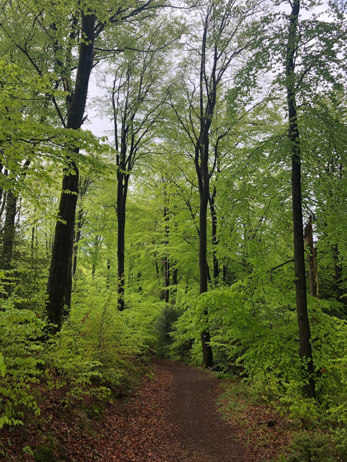 Leuchtendgrüne Buchenwälder