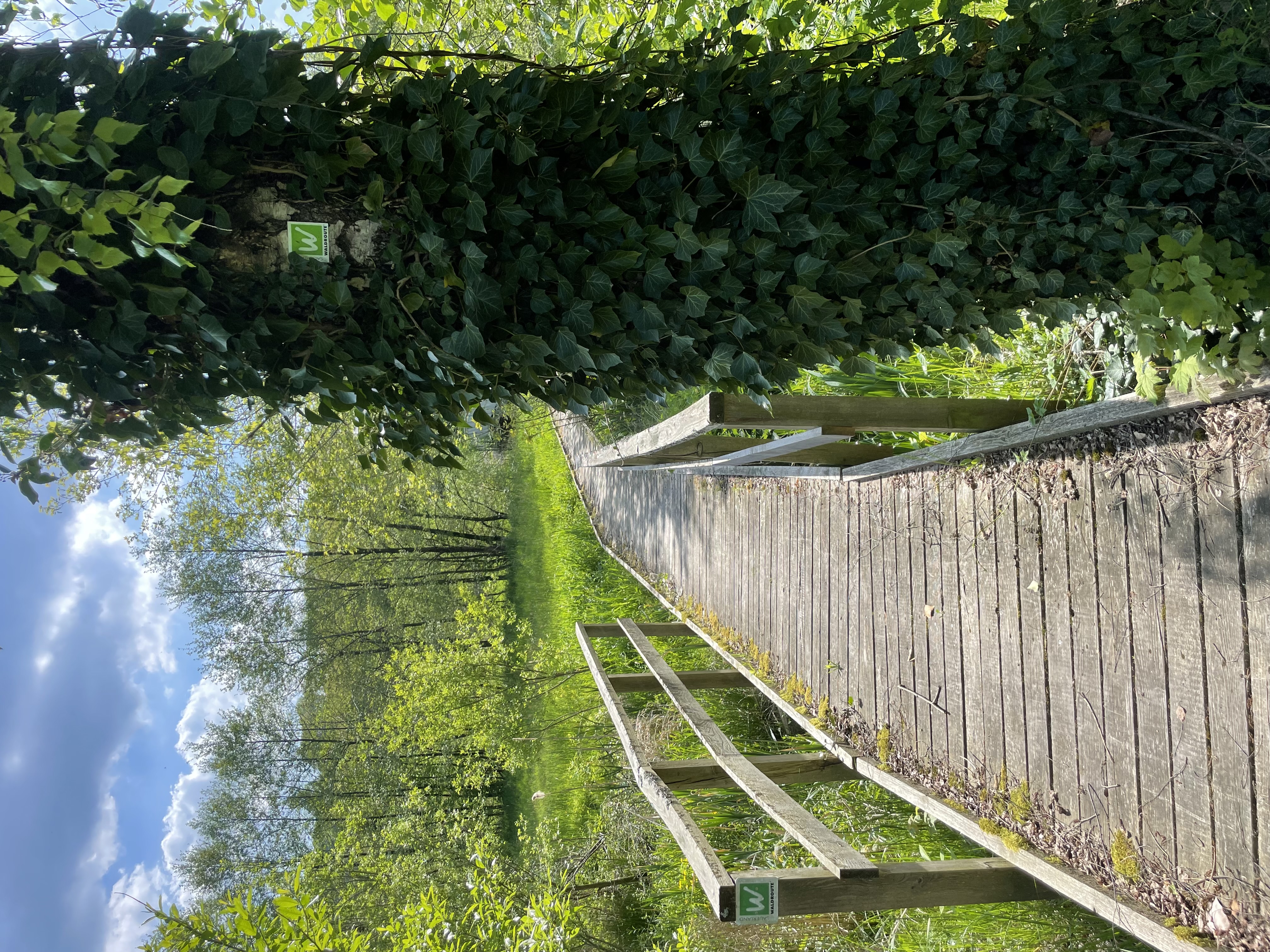 Wanderpfad auf der Sauerland-Waldroute zwischen Bibertal und Ringelstein